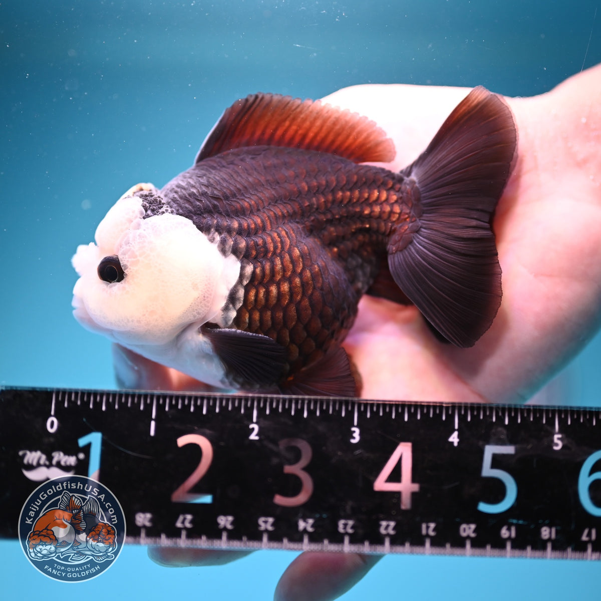 Panda Oranda 3.5 inch Body (260918_OR01)