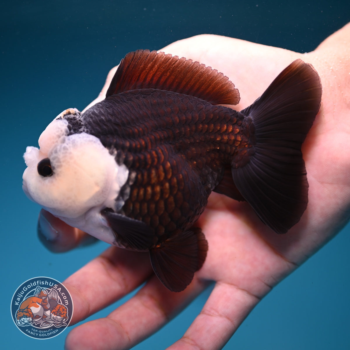 Panda Oranda 3.5 inch Body (260918_OR01)