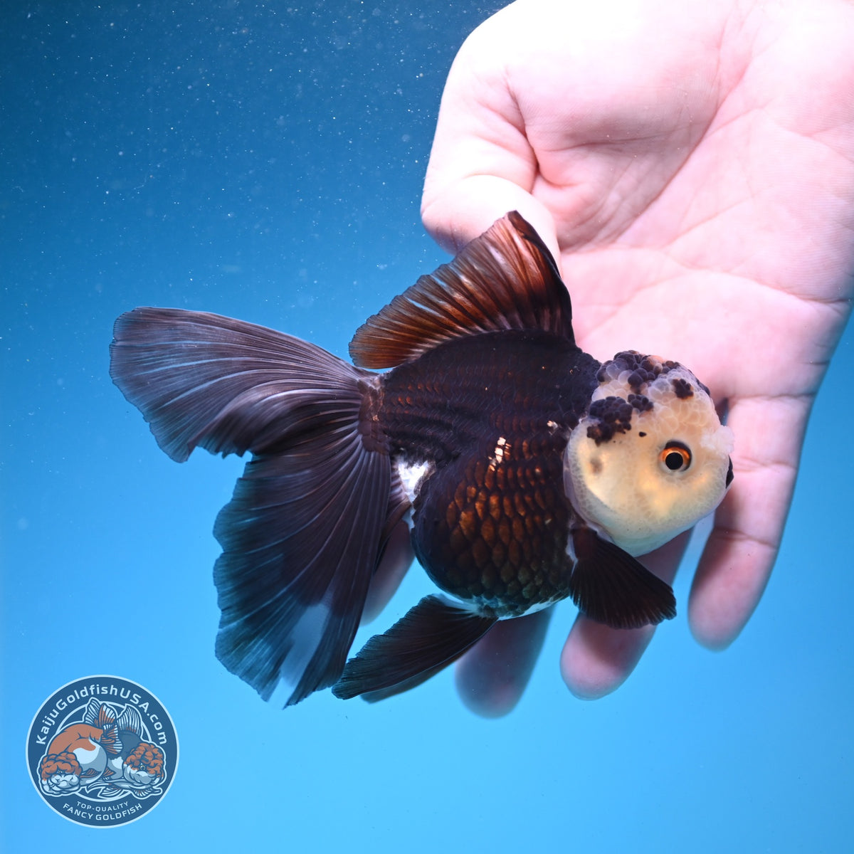 Panda Oranda 3.5 inch Body (260925_OR06)