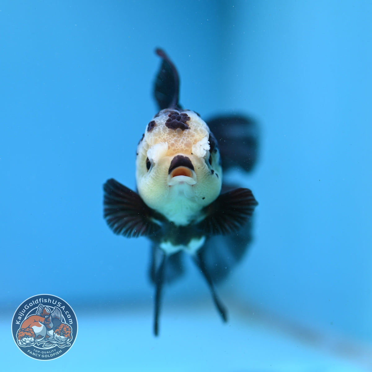 Panda Oranda 3.5 inch Body (260925_OR06)