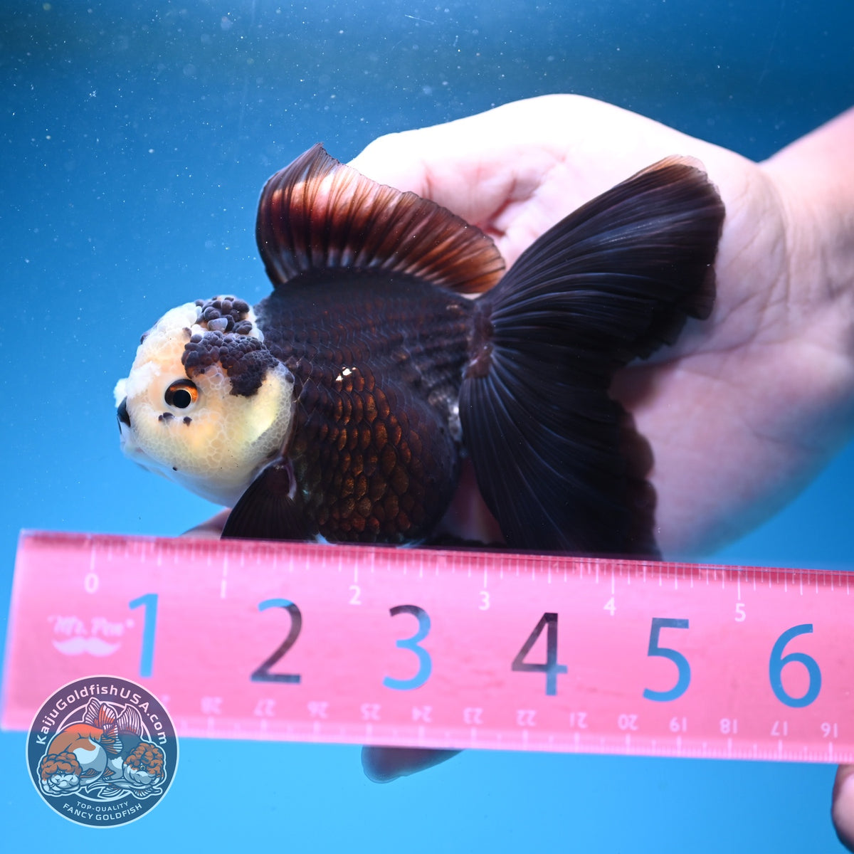Panda Oranda 3.5 inch Body (260925_OR06)