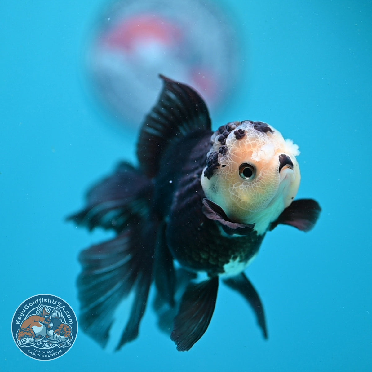 Panda Oranda 3.5 inch Body (260925_OR06)
