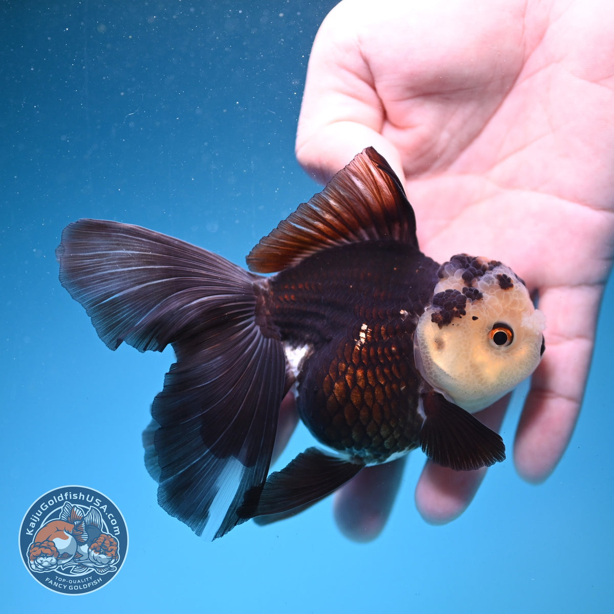 Panda Oranda 3.5 inch Body (260925_OR06)