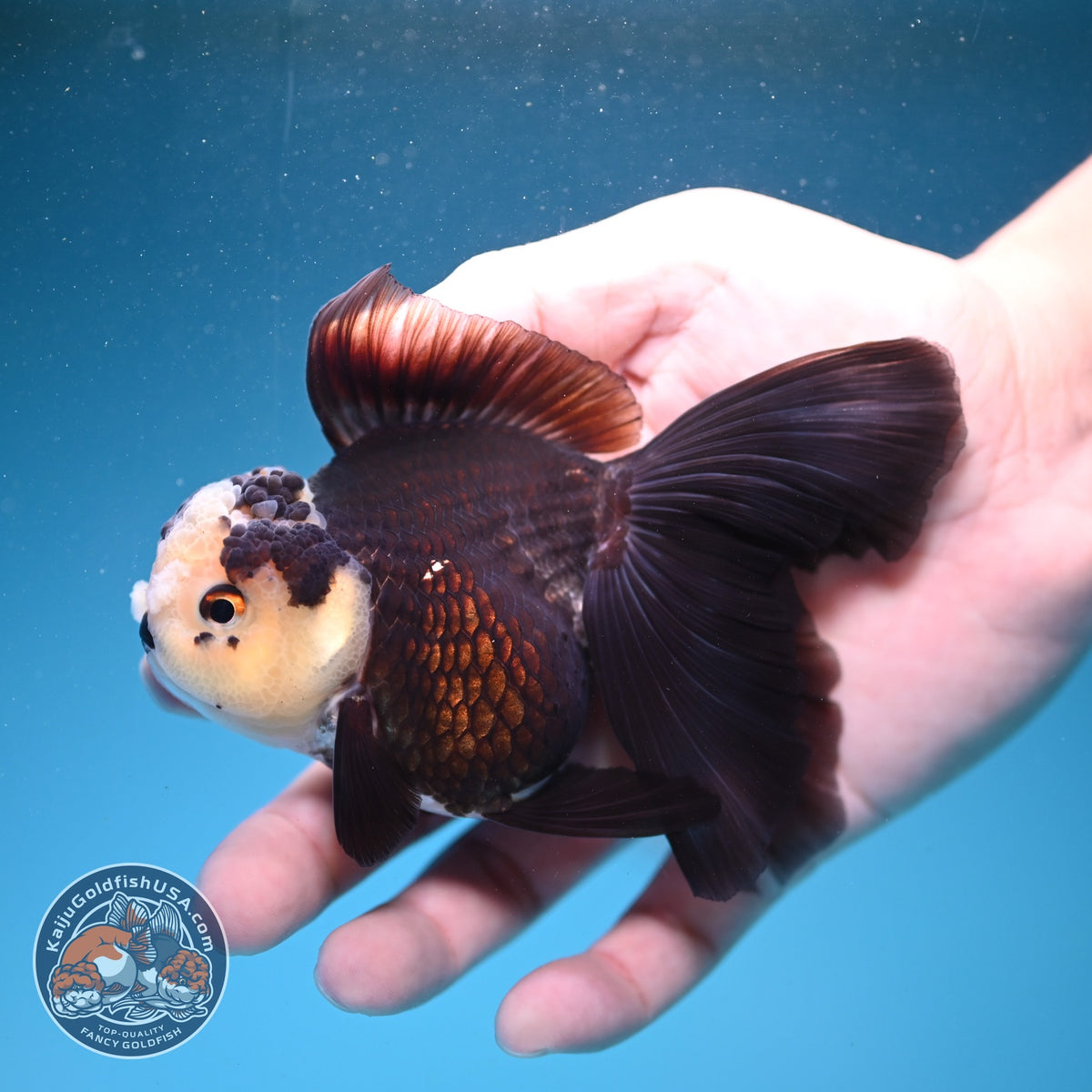 Panda Oranda 3.5 inch Body (260925_OR06)