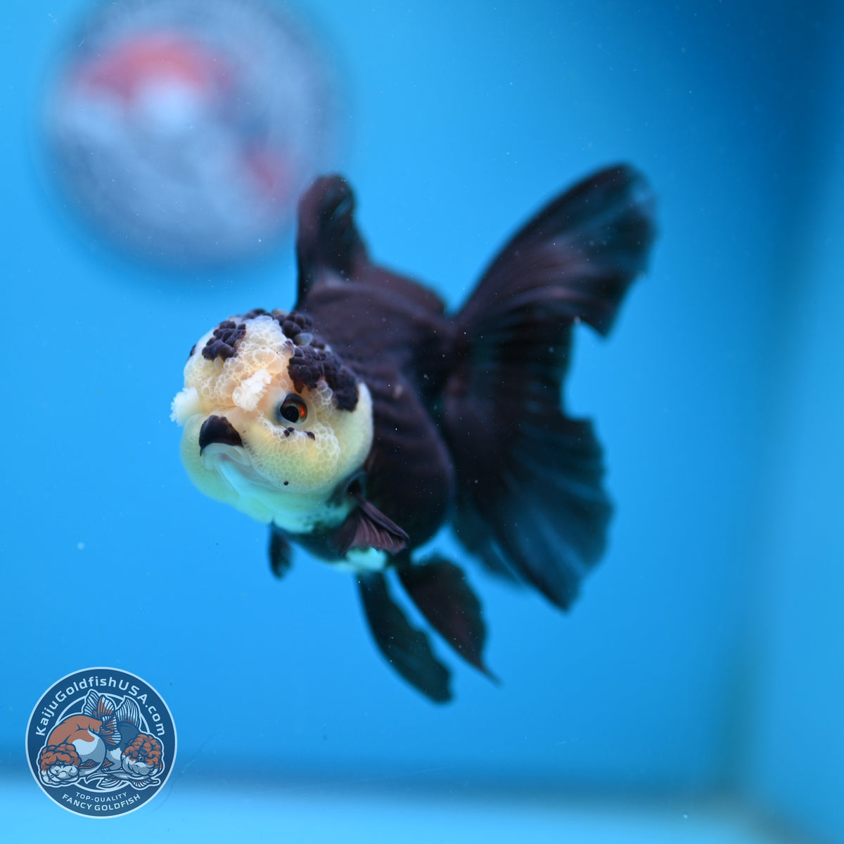 Panda Oranda 3.5 inch Body (260925_OR06)