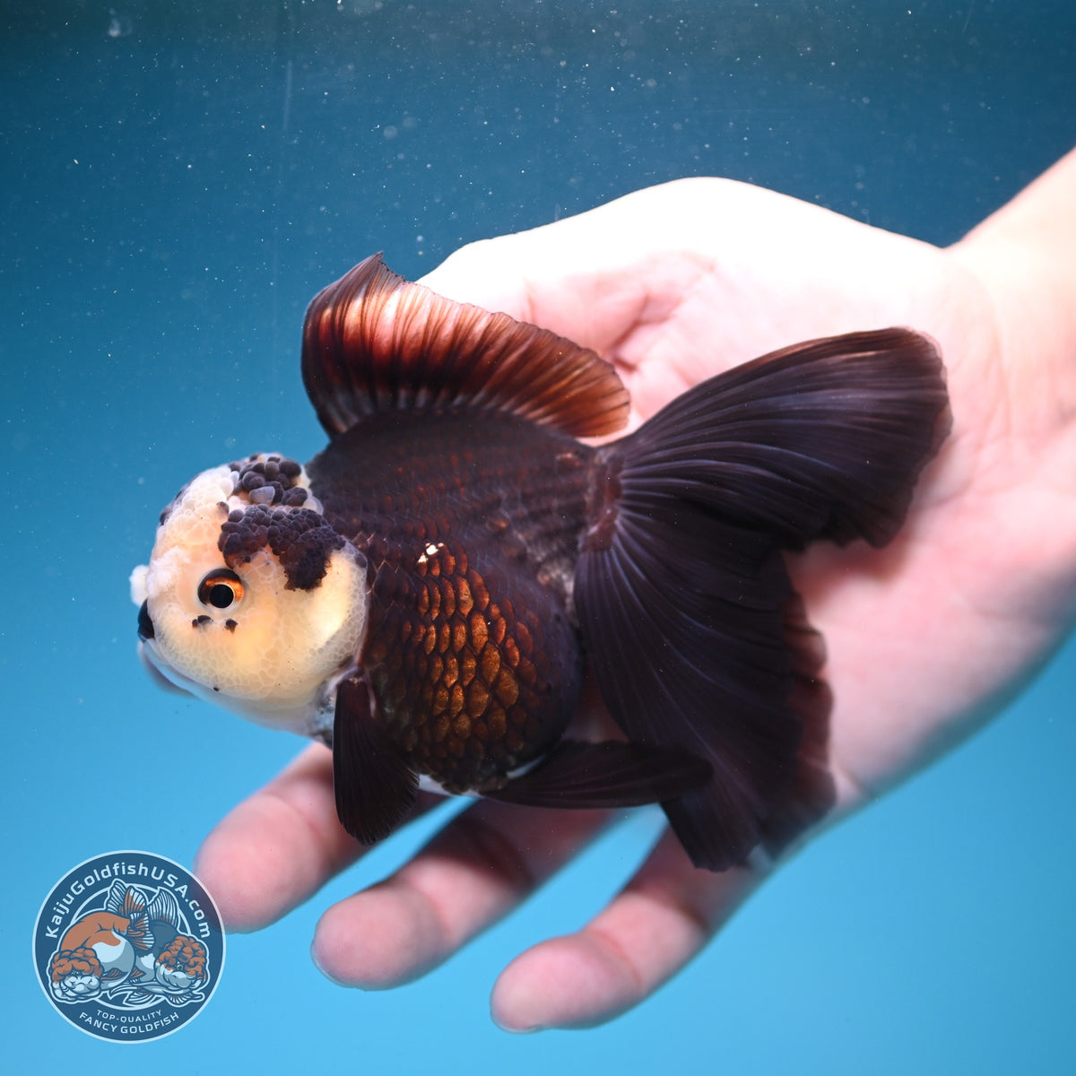 Panda Oranda 3.5 inch Body (260925_OR06)