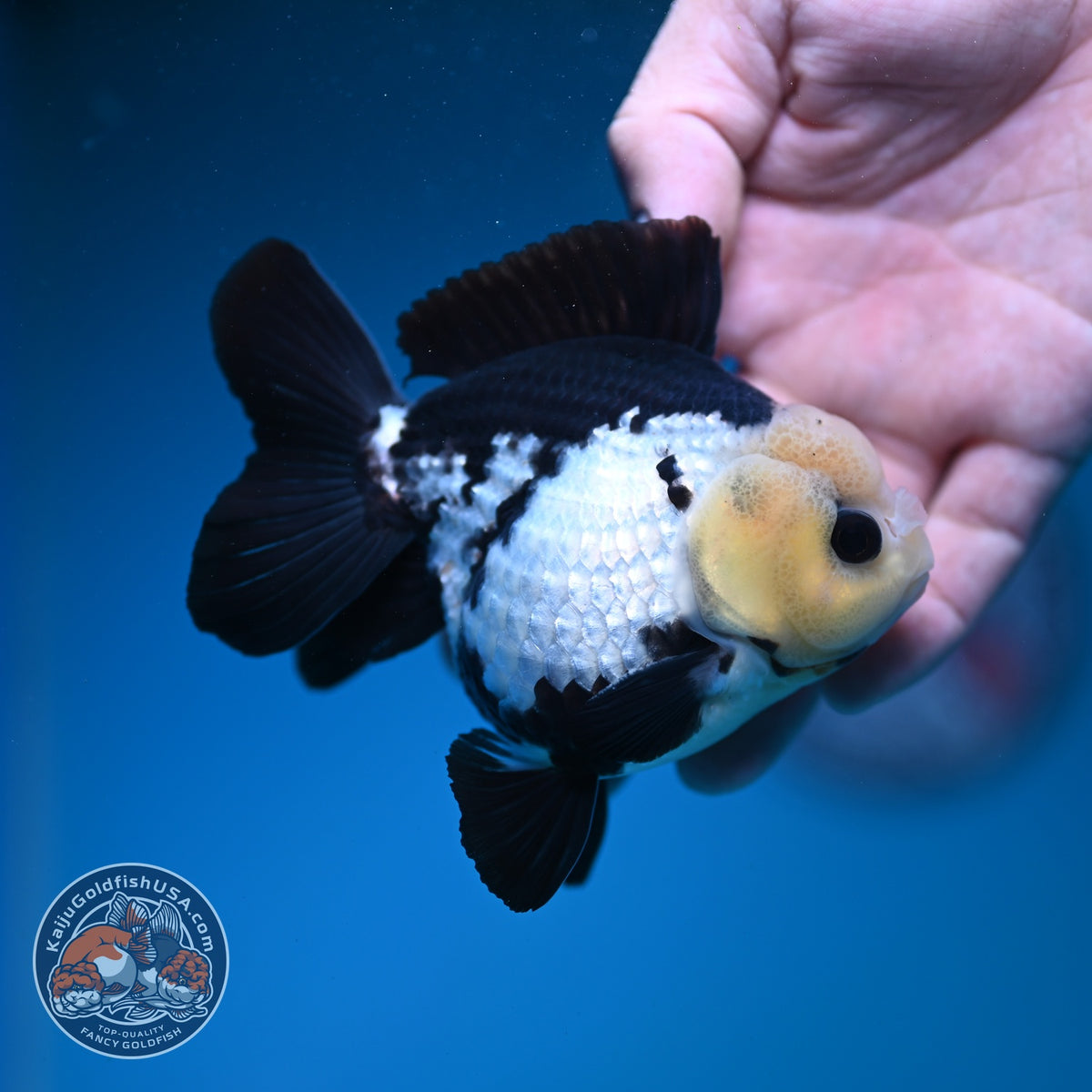 Panda Oranda 3.5 inch Body (260925_OR08)