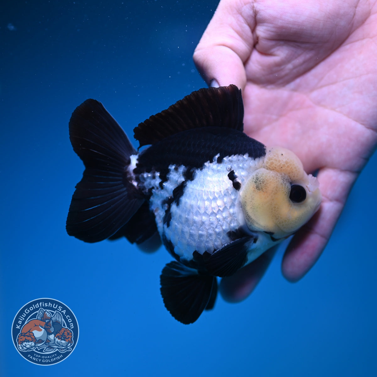 Panda Oranda 3.5 inch Body (260925_OR08)