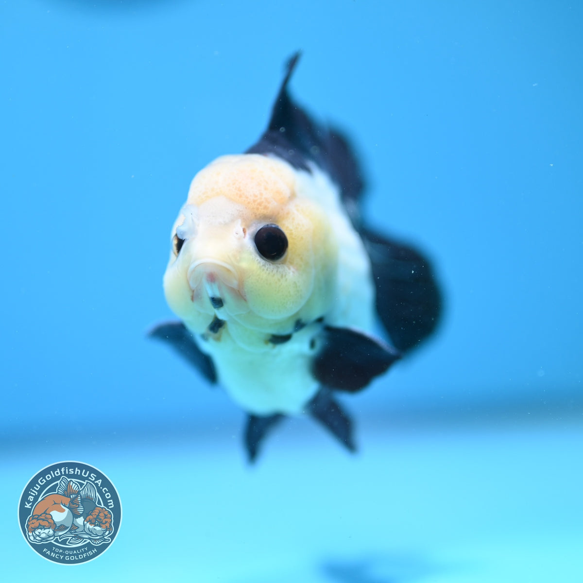 Panda Oranda 3.5 inch Body (260925_OR08)