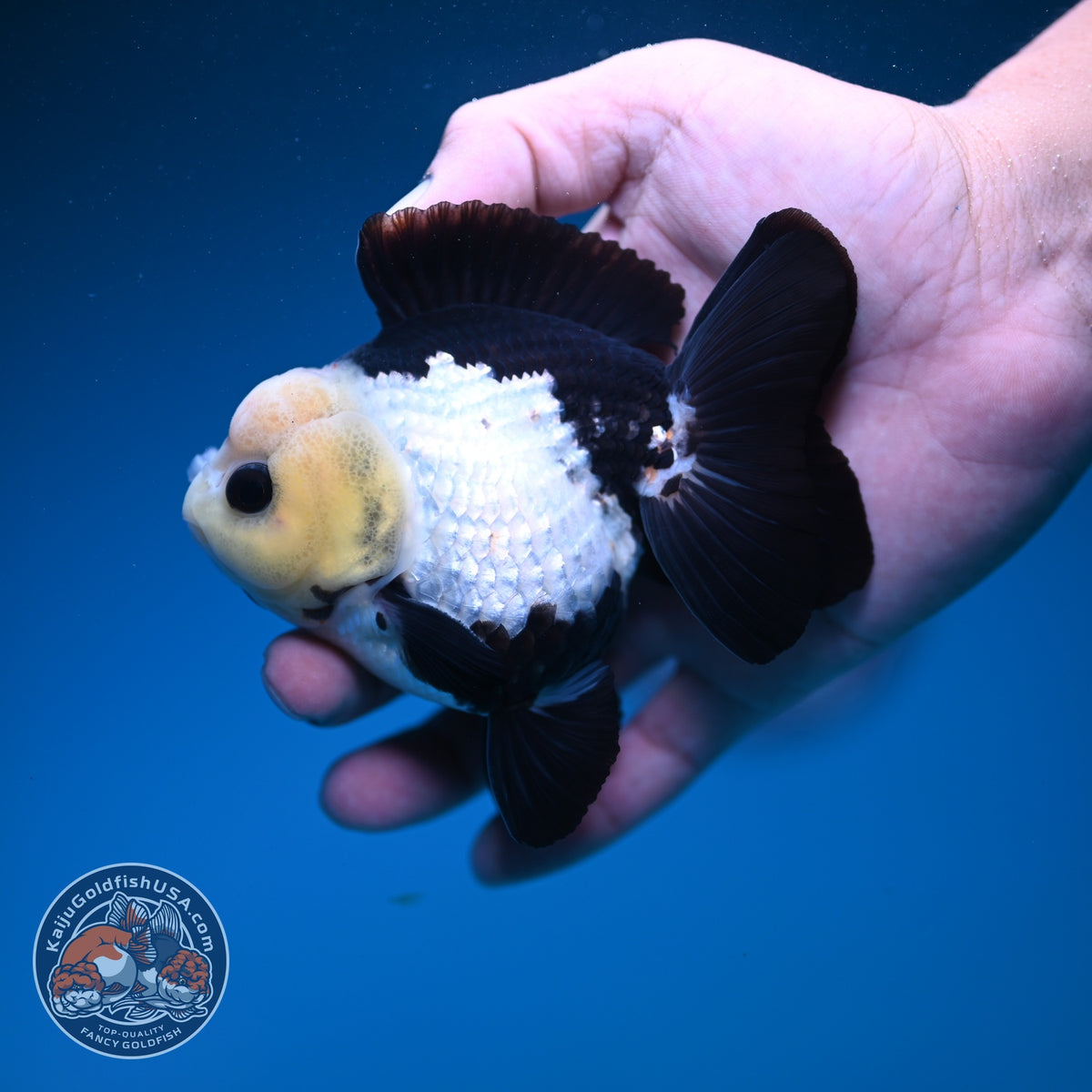 Panda Oranda 3.5 inch Body (260925_OR08)