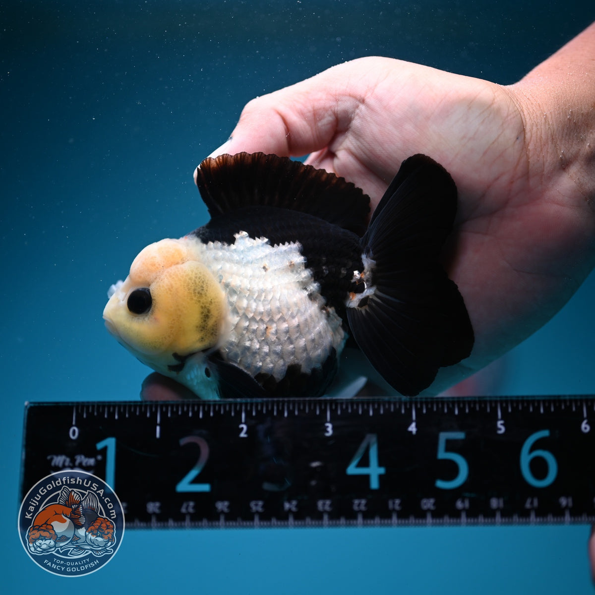 Panda Oranda 3.5 inch Body (260925_OR08)