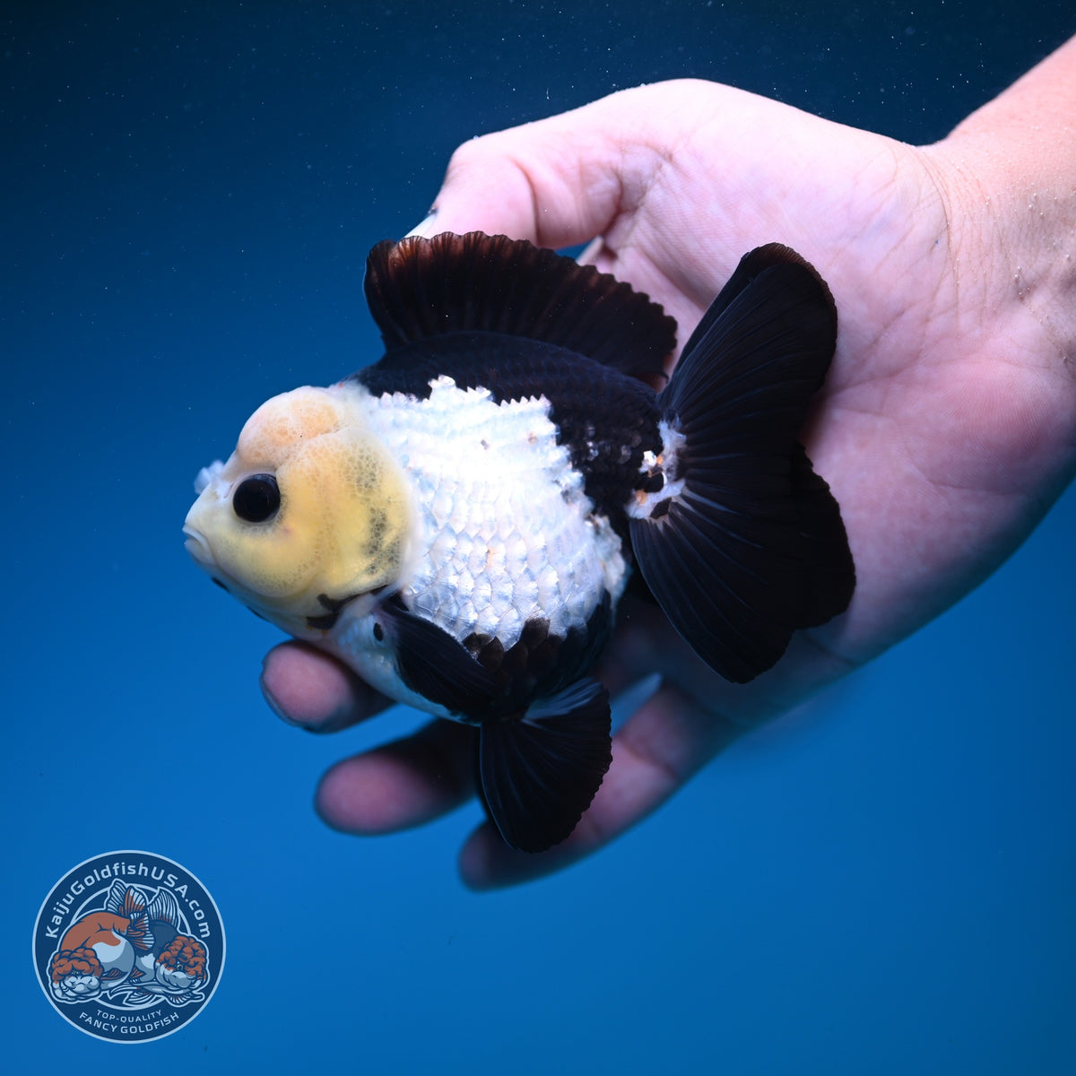 Panda Oranda 3.5 inch Body (260925_OR08)