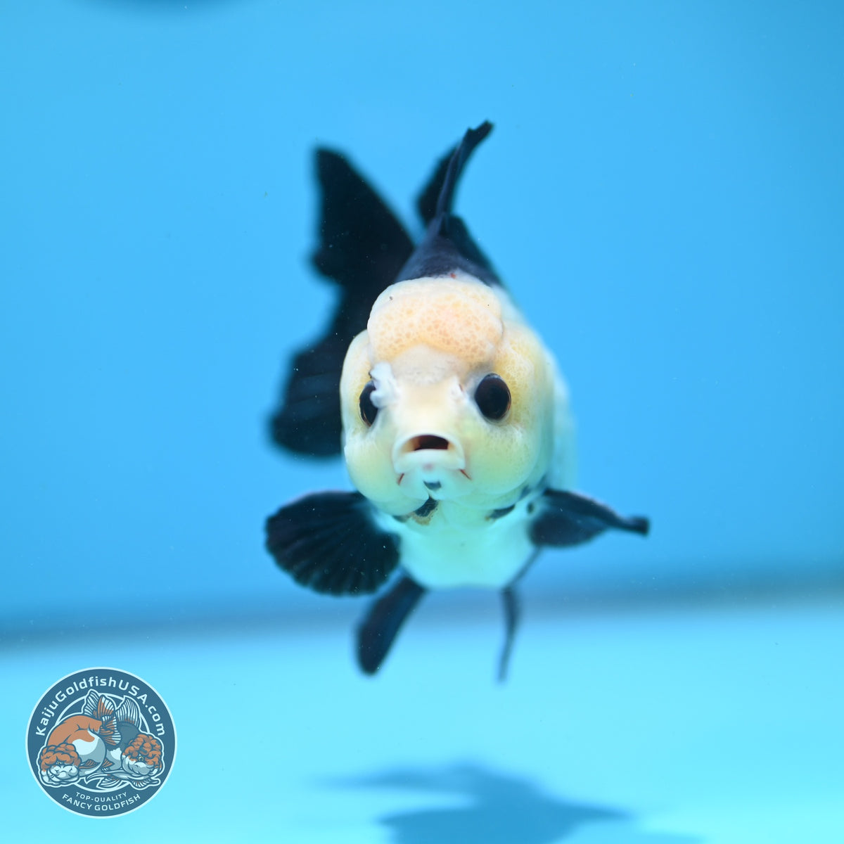 Panda Oranda 3.5 inch Body (260925_OR08)