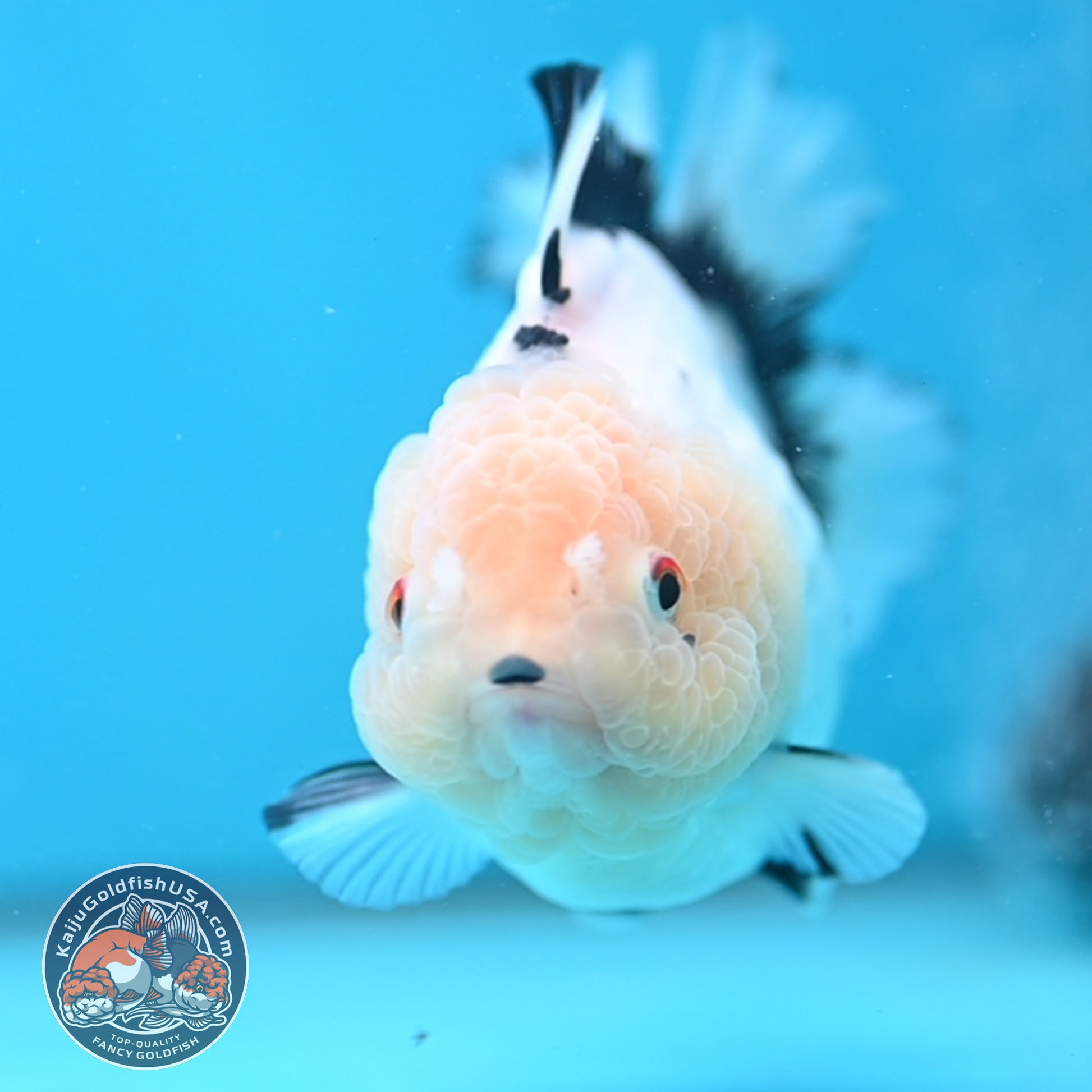 Panda Oranda 4 inch Body (251024_OR03)