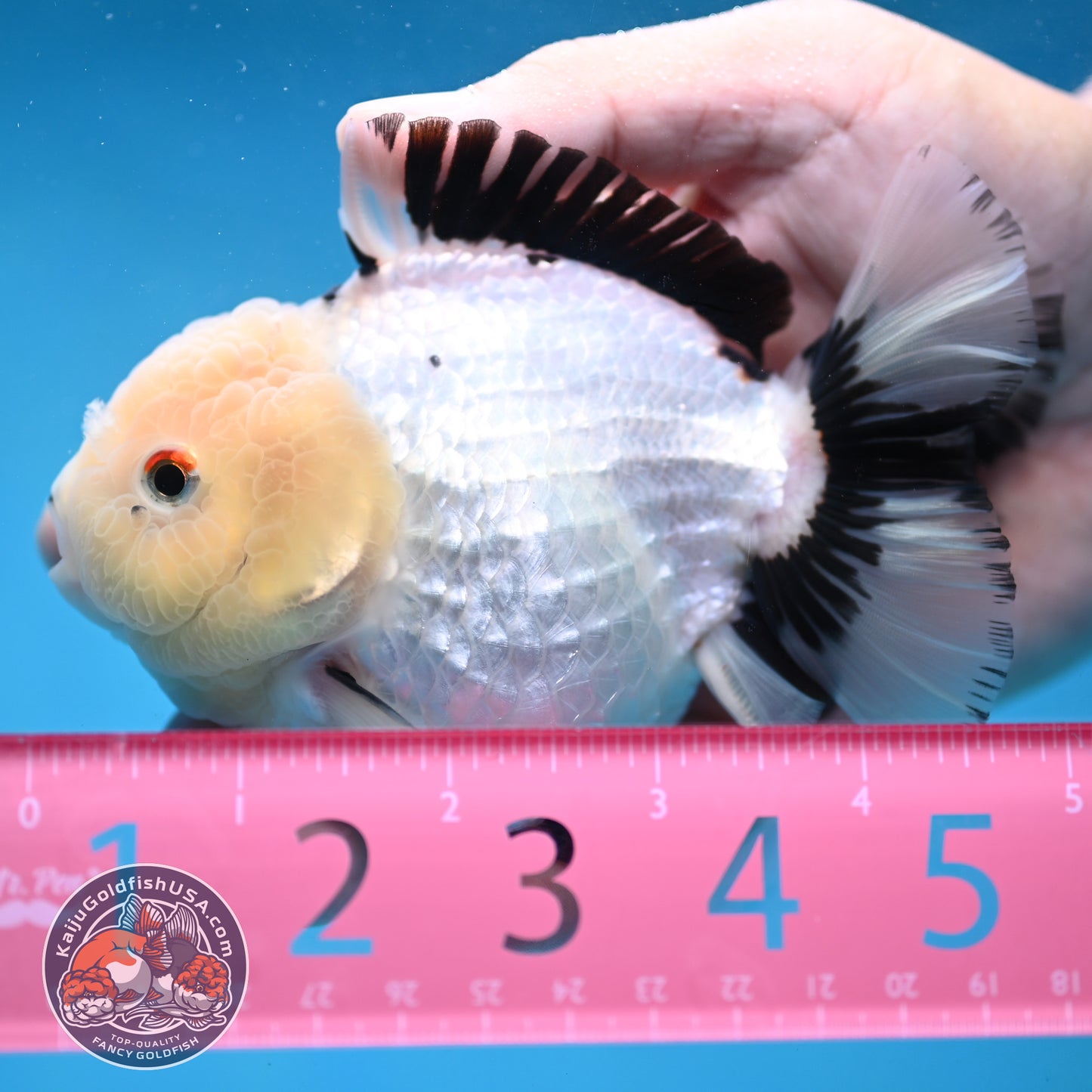 Panda Oranda 4 inch Body (251024_OR03)