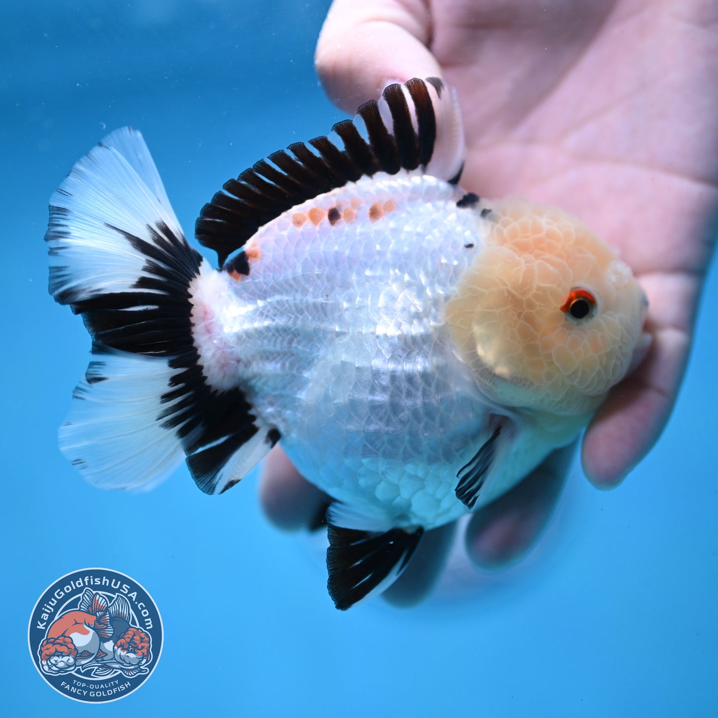 Panda Oranda 4 inch Body (251024_OR03)