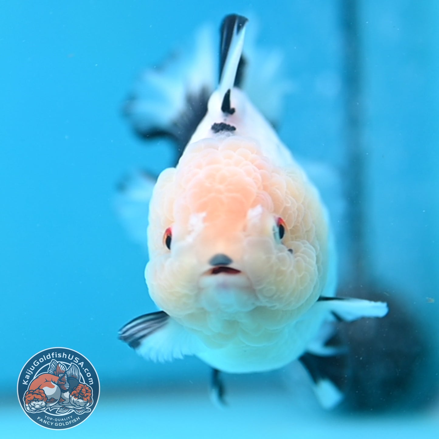 Panda Oranda 4 inch Body (251024_OR03)