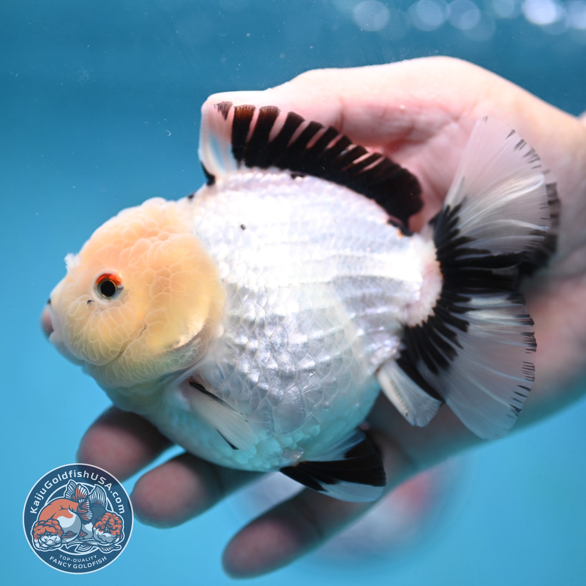 Panda Oranda 4 inch Body (251024_OR03)