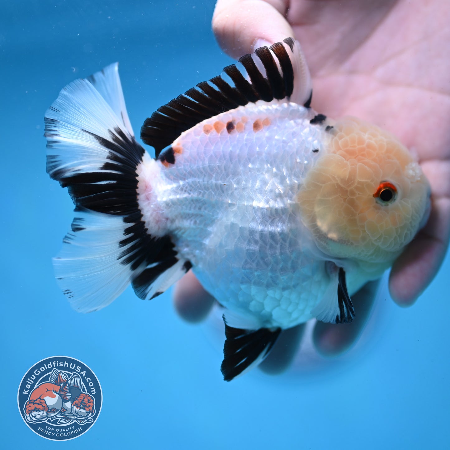 Panda Oranda 4 inch Body (251024_OR03)