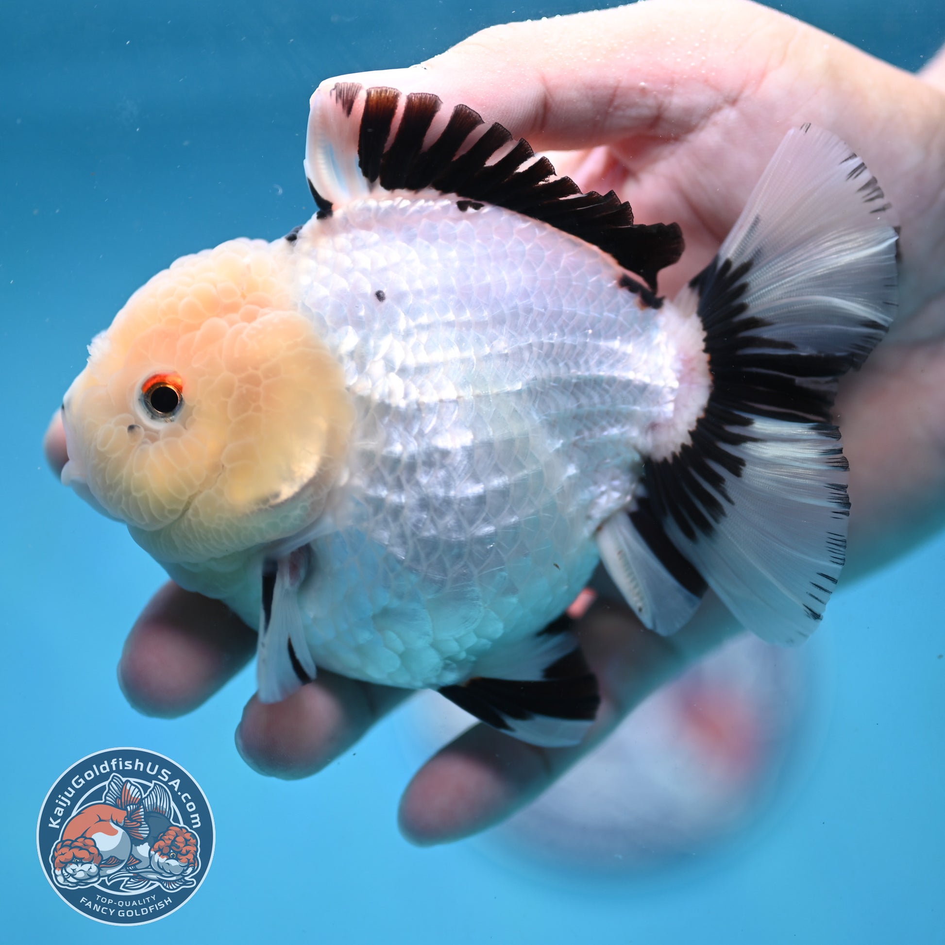 Panda Oranda 4 inch Body (251024_OR03)