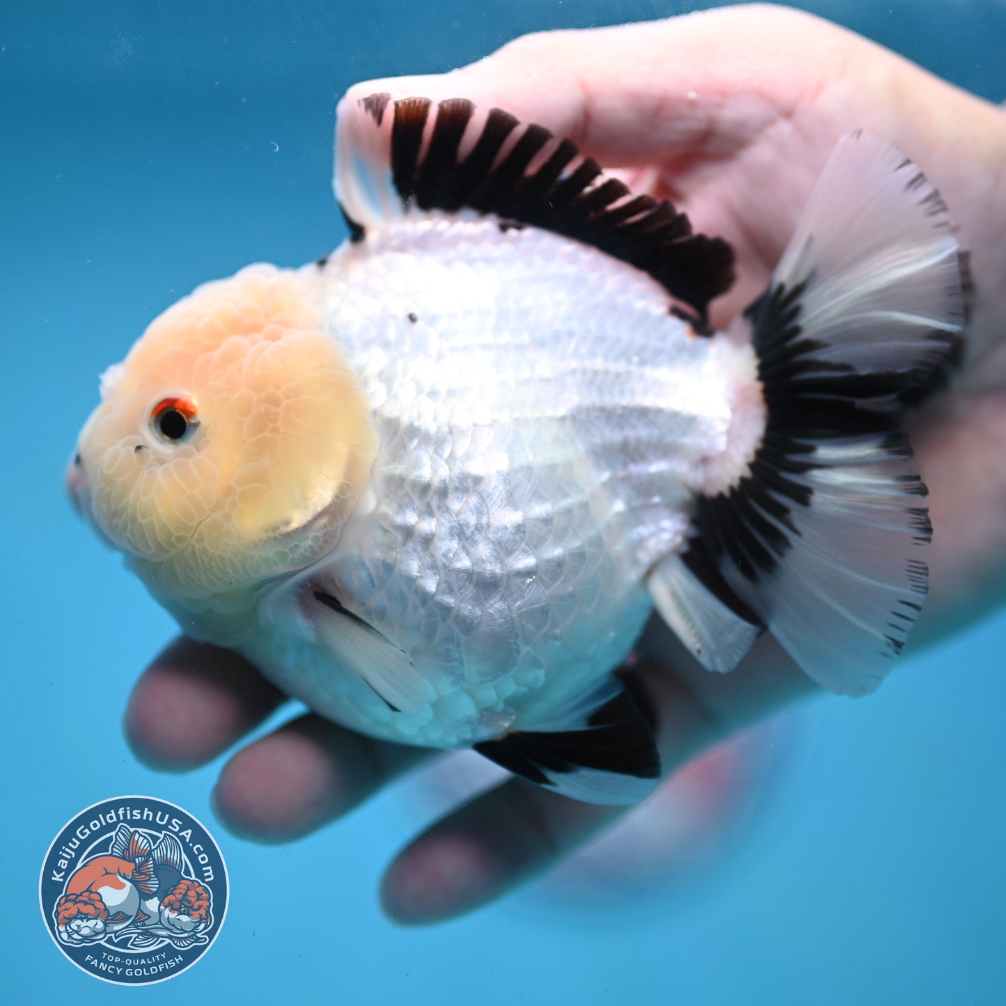 Panda Oranda 4 inch Body (251024_OR03)