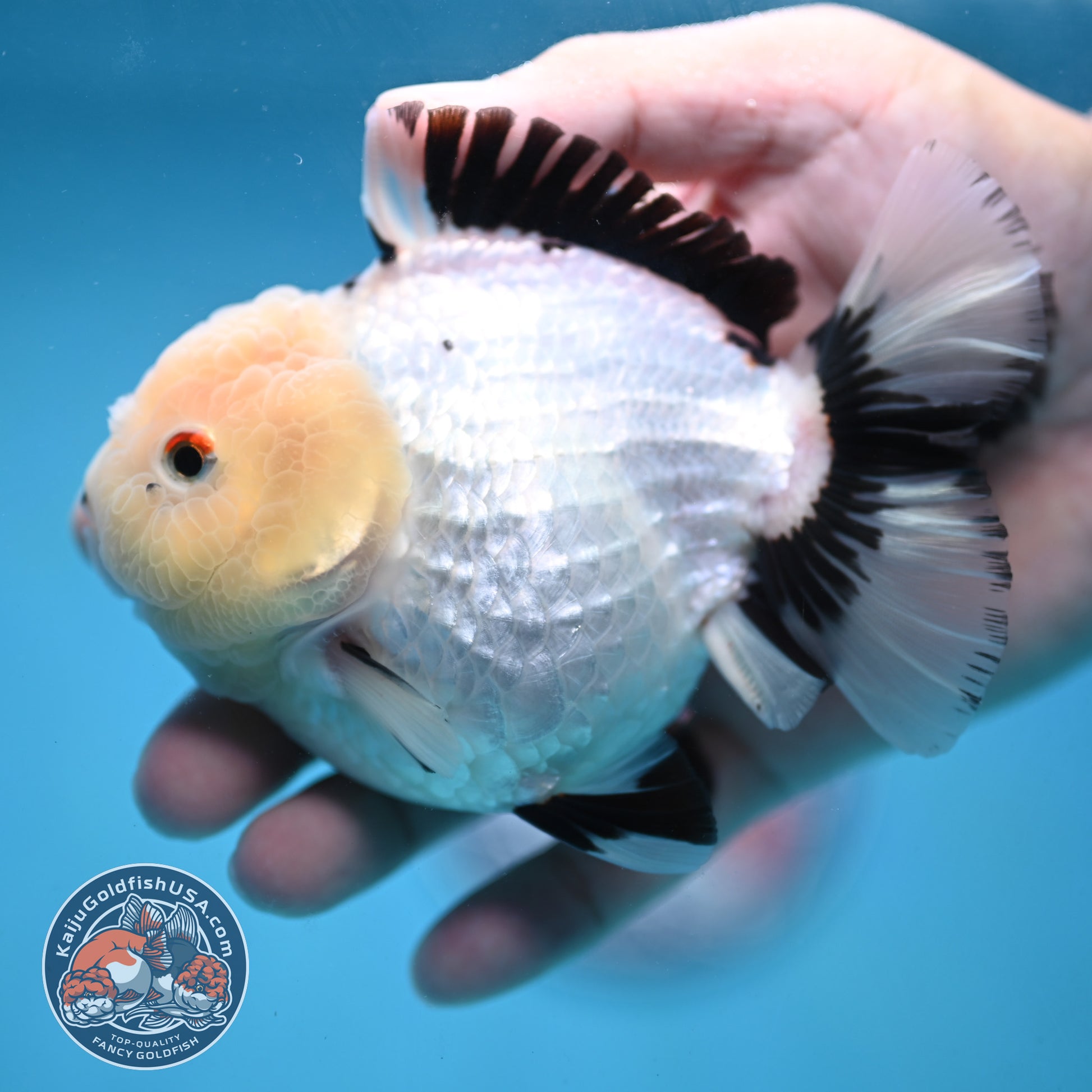 Panda Oranda 4 inch Body (251024_OR03)