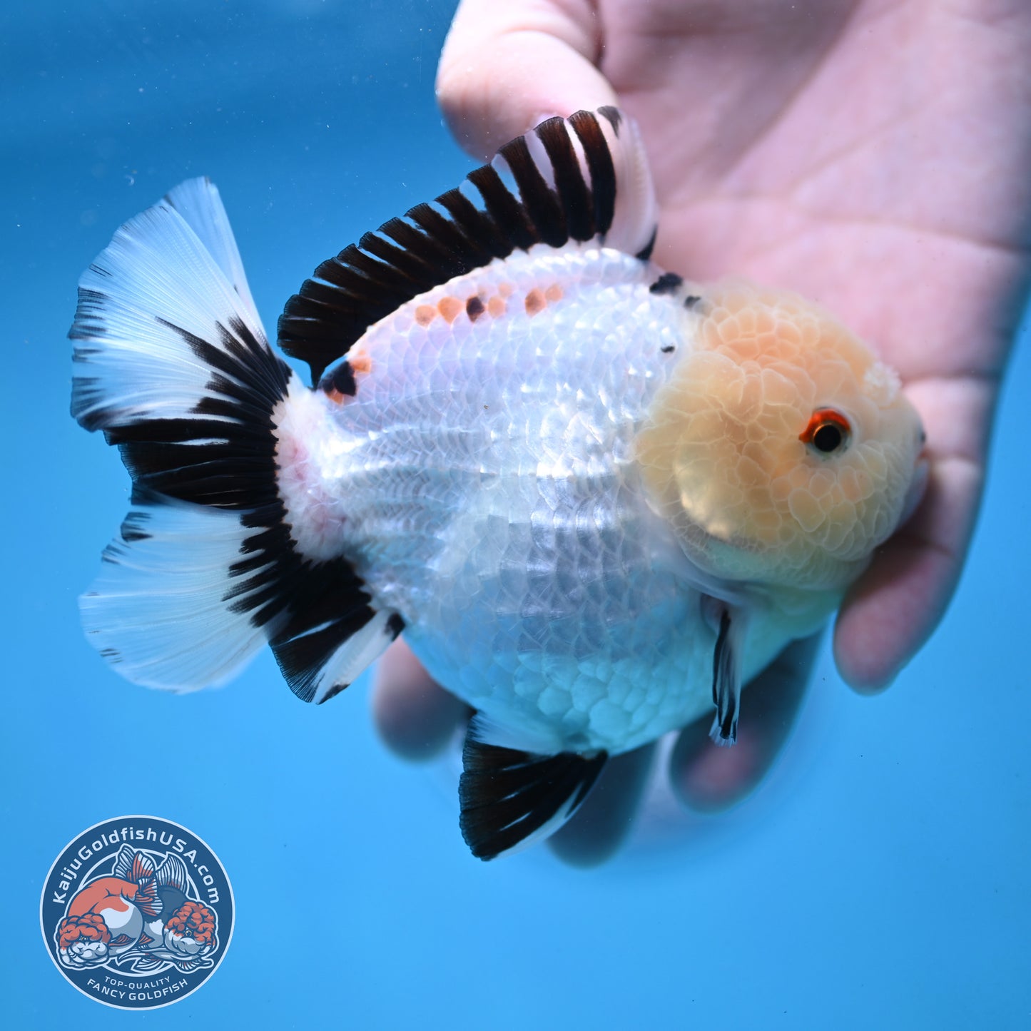Panda Oranda 4 inch Body (251024_OR03)