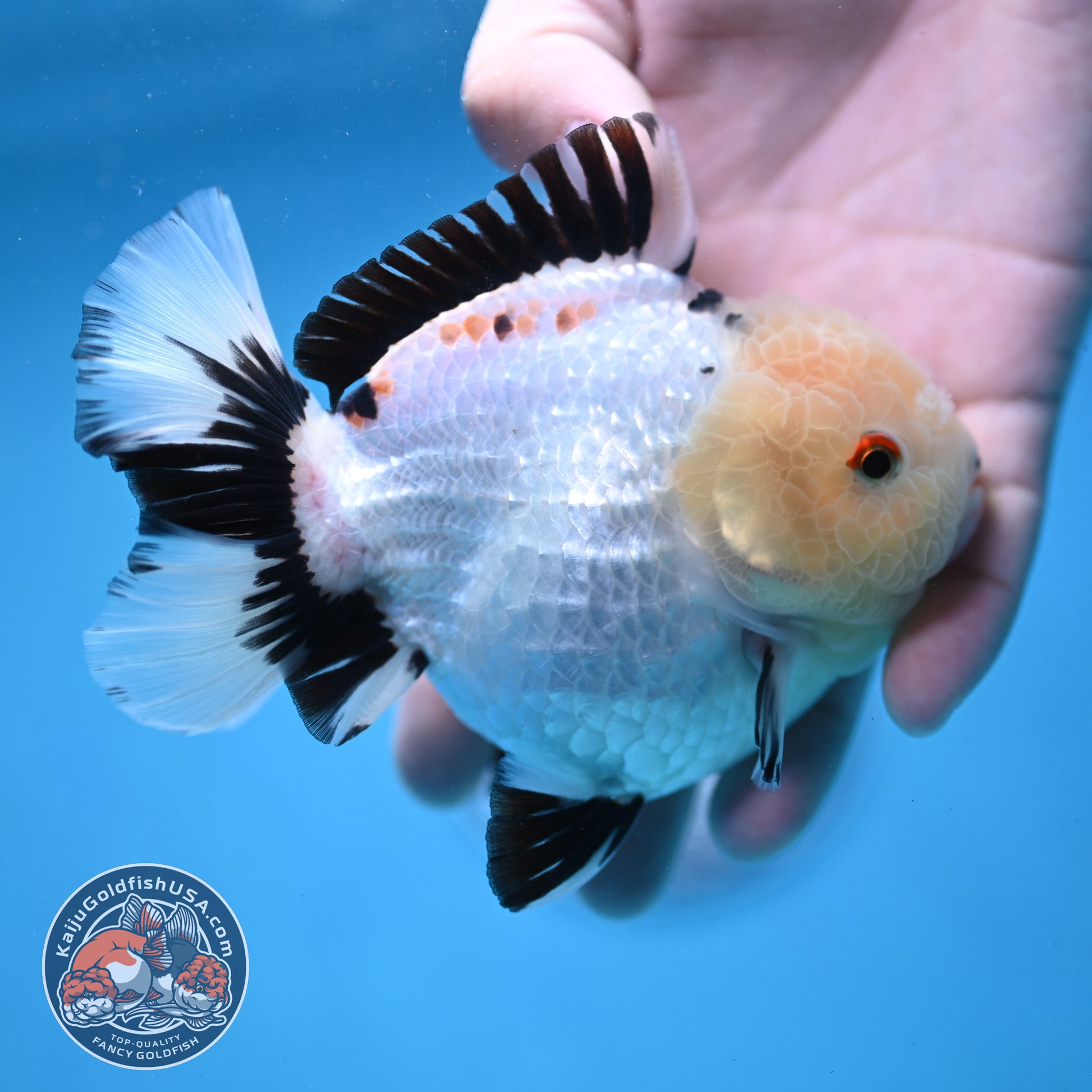 Panda Oranda 4 inch Body (251024_OR03)