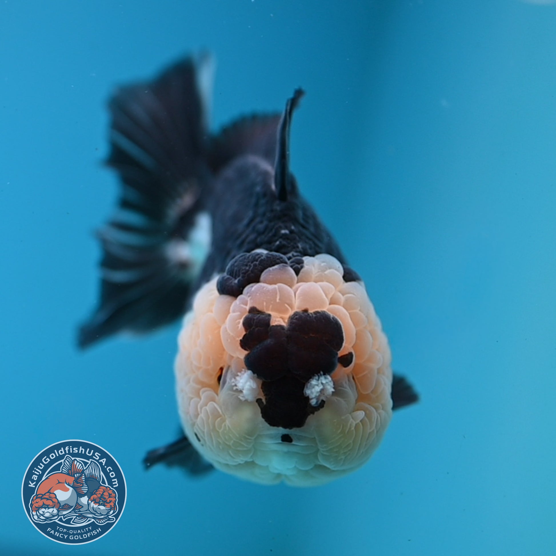 Panda Oranda 4 inch Body (251107_OR05)