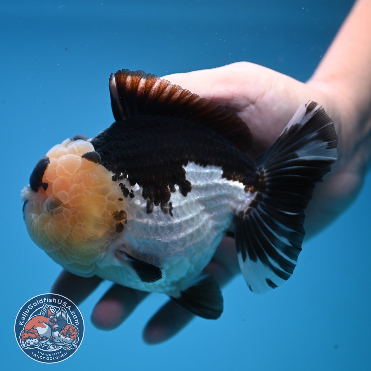 Panda Oranda 4 inch Body (251107_OR05)