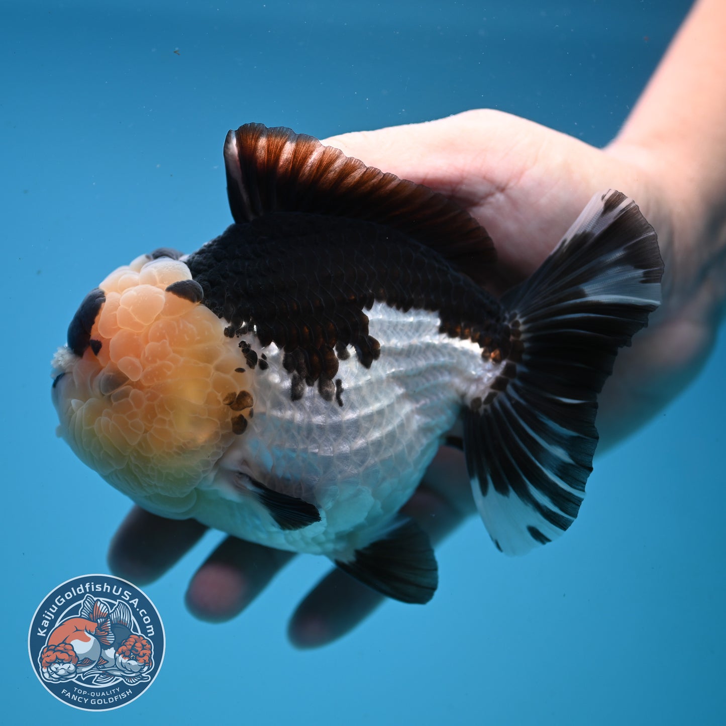 Panda Oranda 4 inch Body (251107_OR05)