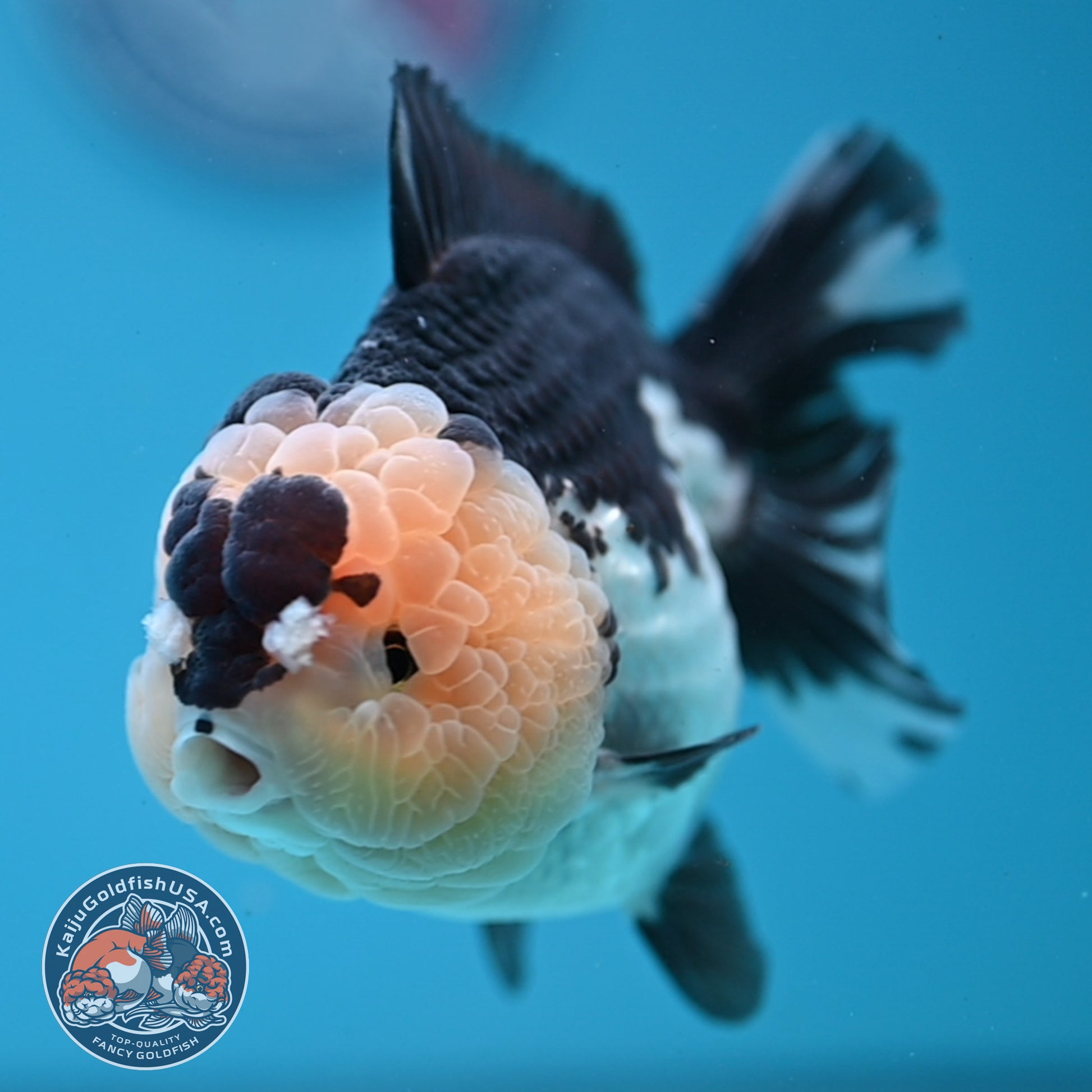 Panda Oranda 4 inch Body (251107_OR05)