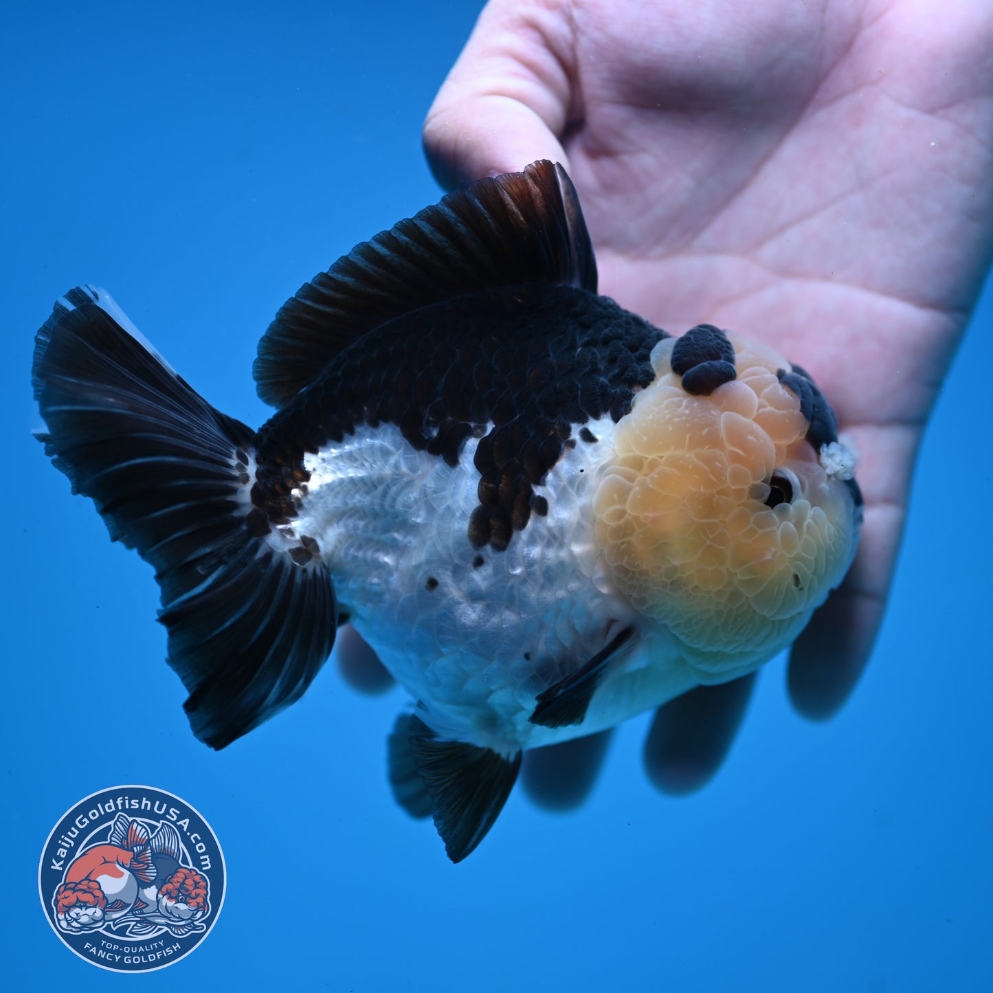 Panda Oranda 4 inch Body (251107_OR05)