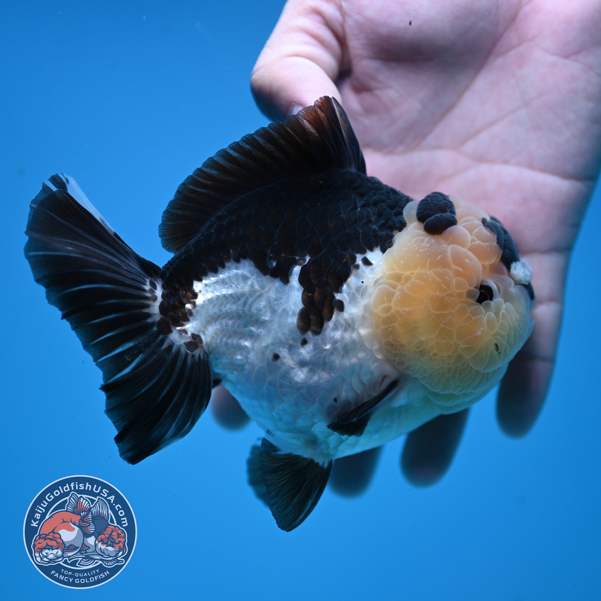 Panda Oranda 4 inch Body (251107_OR05)