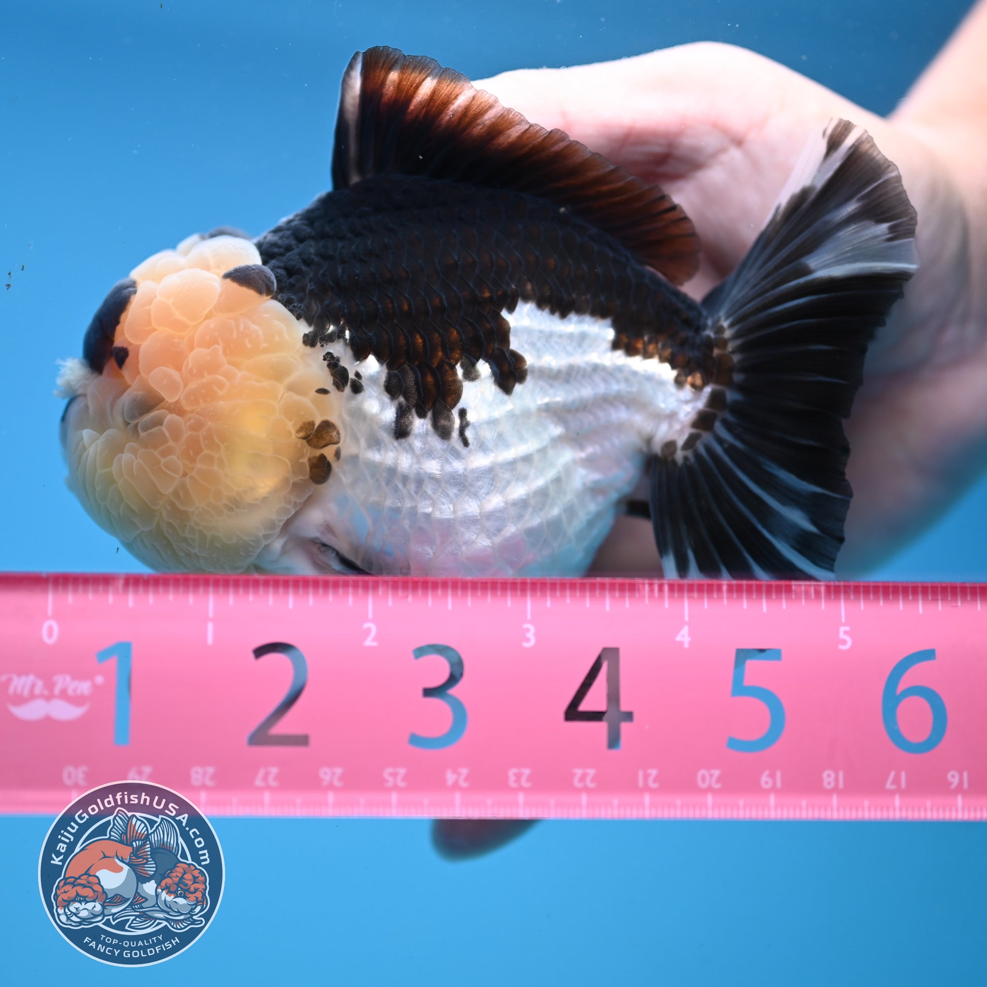 Panda Oranda 4 inch Body (251107_OR05)