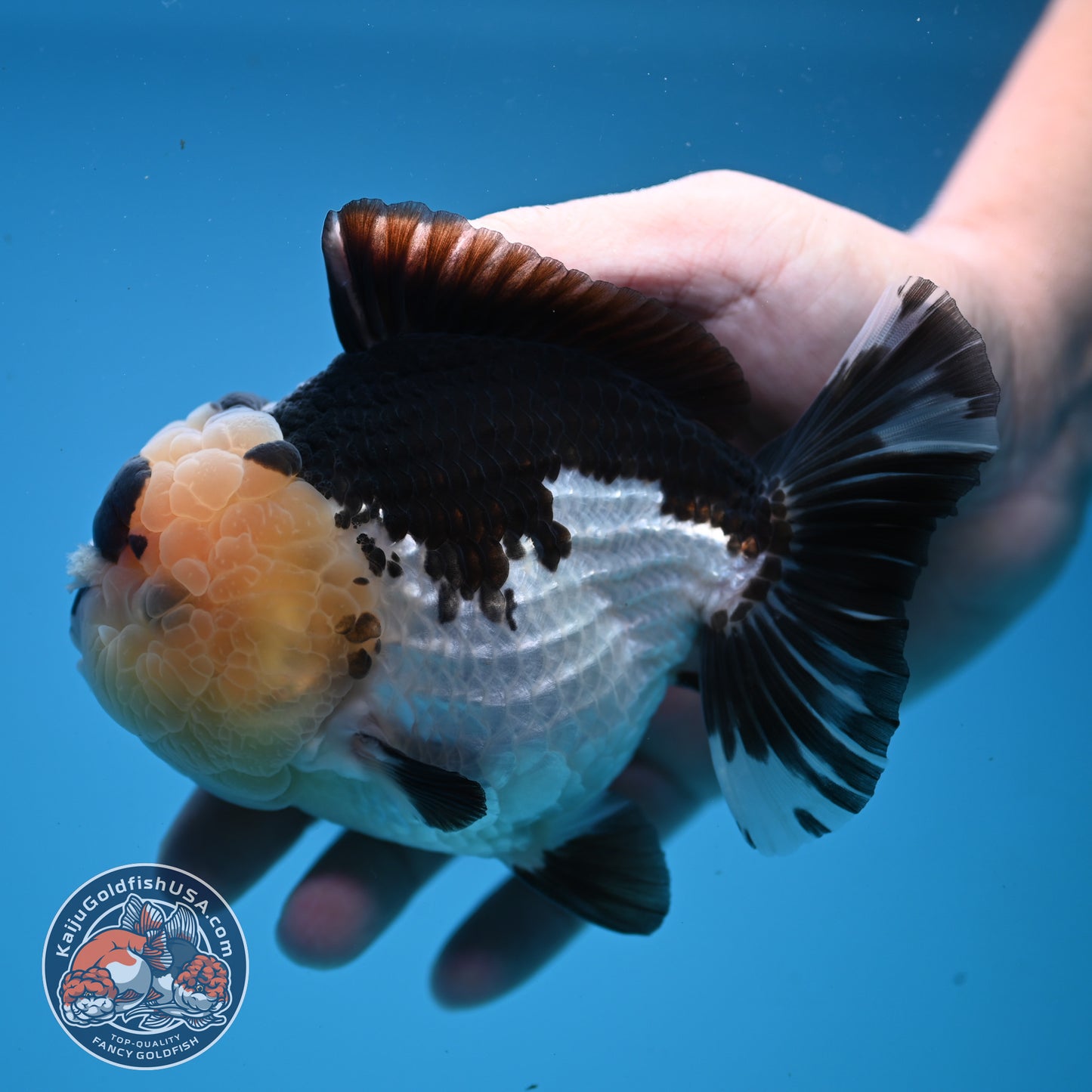 Panda Oranda 4 inch Body (251107_OR05)