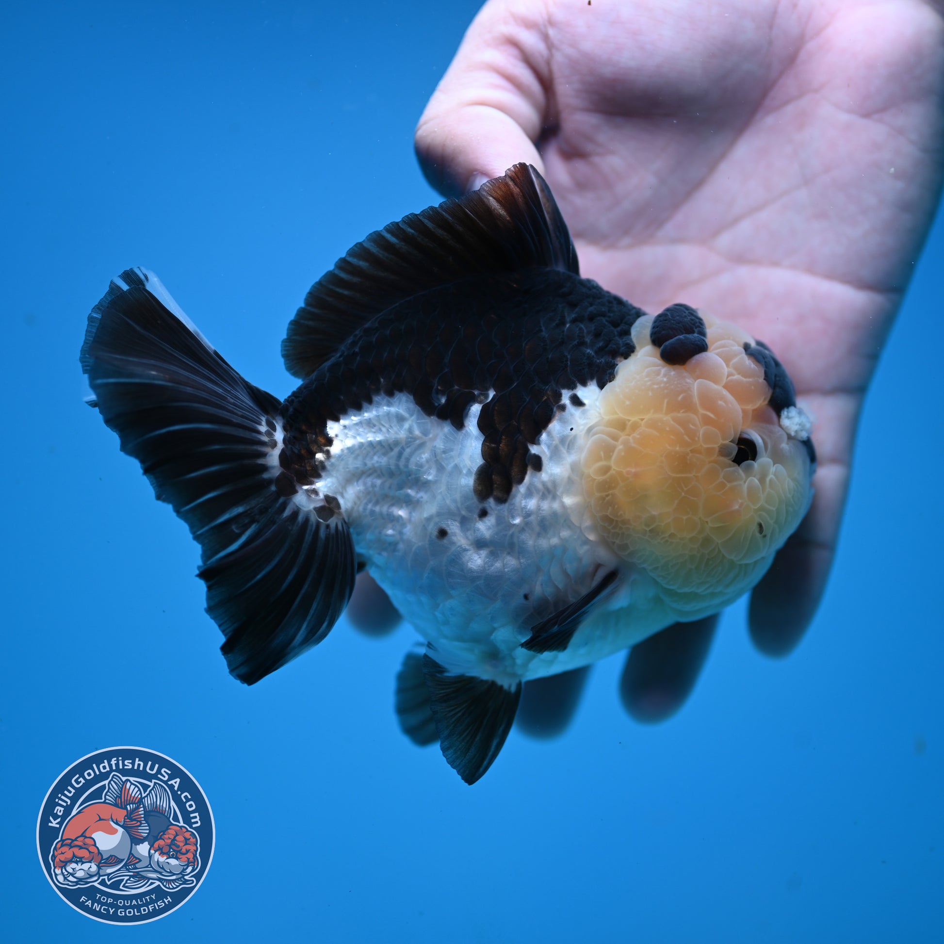 Panda Oranda 4 inch Body (251107_OR05)