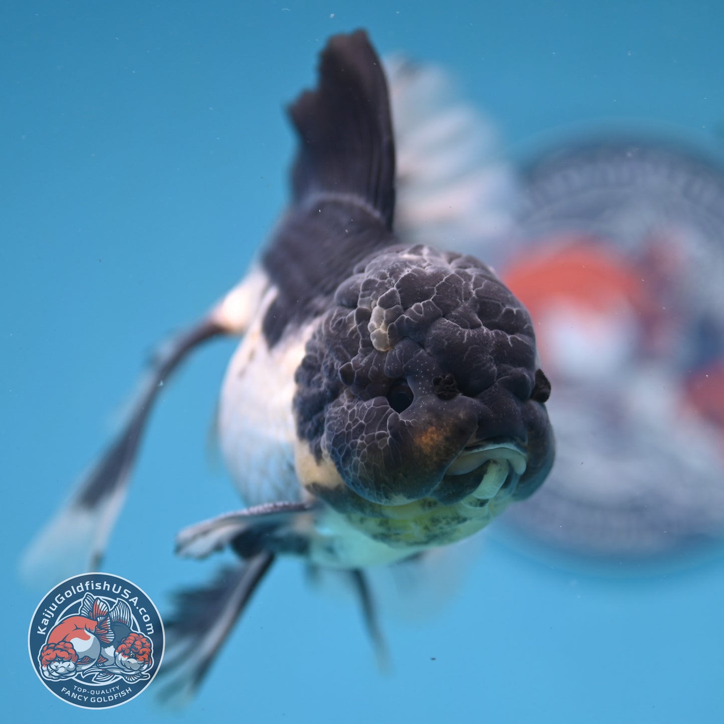 Panda Orchid Tail Oranda 4 inch Body (251121_OR17)