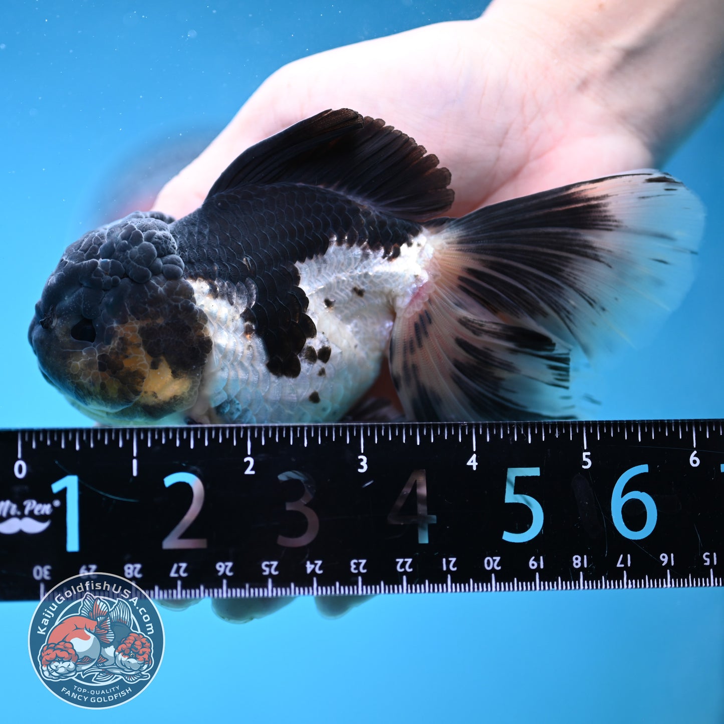 Panda Orchid Tail Oranda 4 inch Body (251121_OR17)