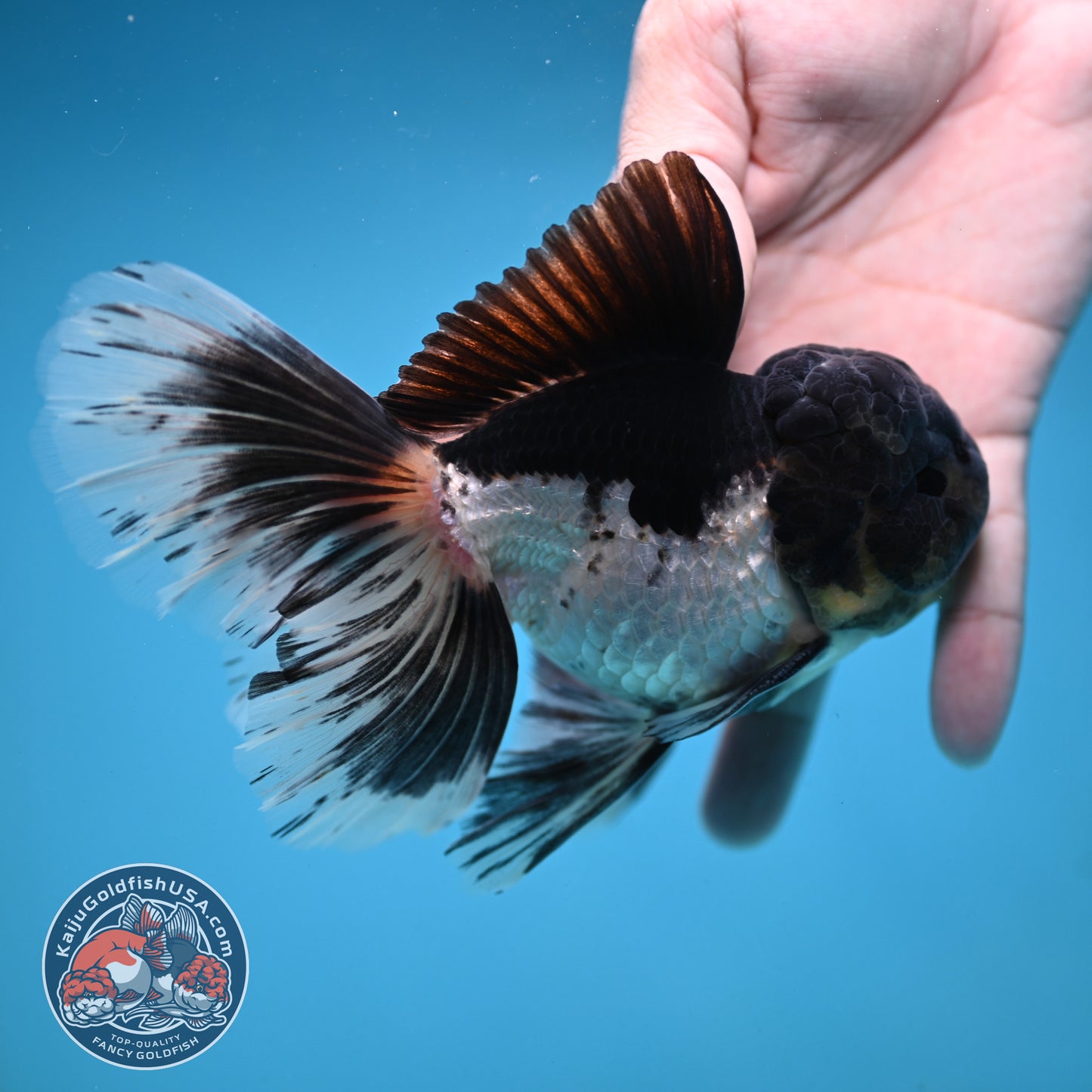 Panda Orchid Tail Oranda 4 inch Body (251121_OR17)