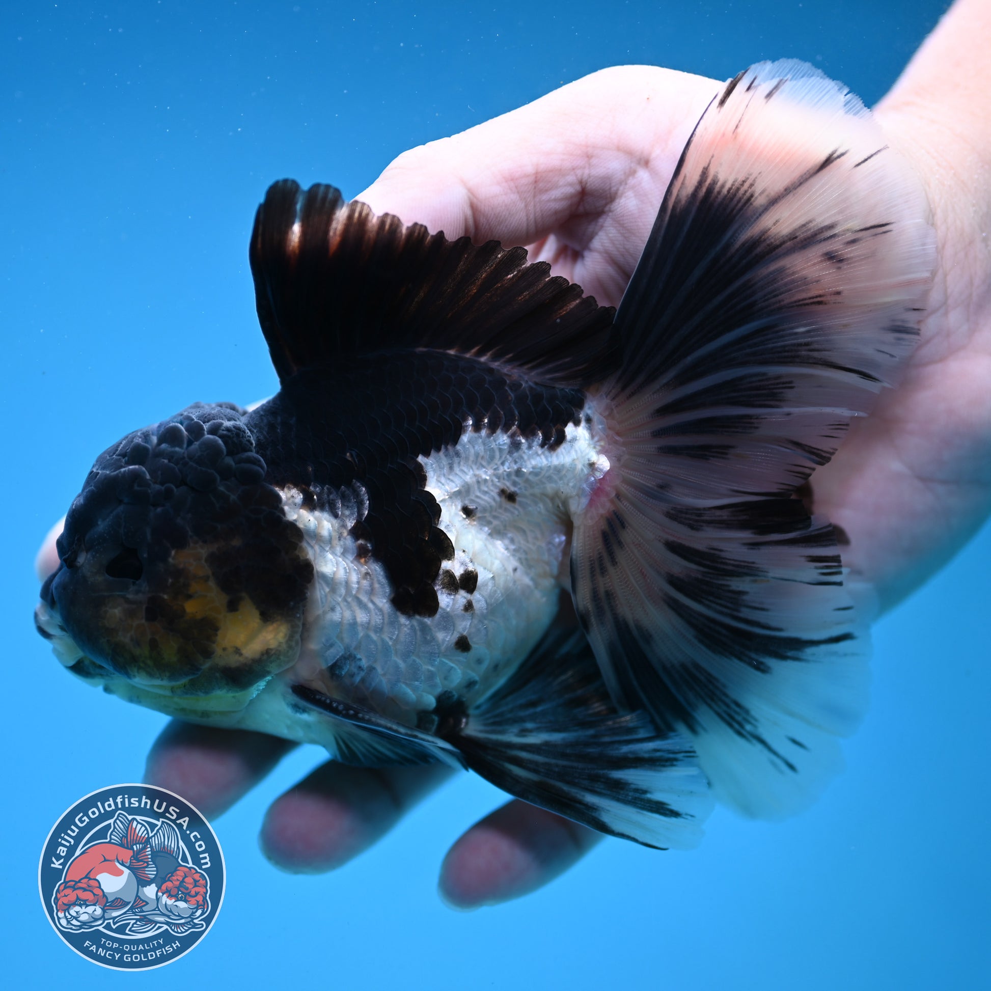 Panda Orchid Tail Oranda 4 inch Body (251121_OR17)