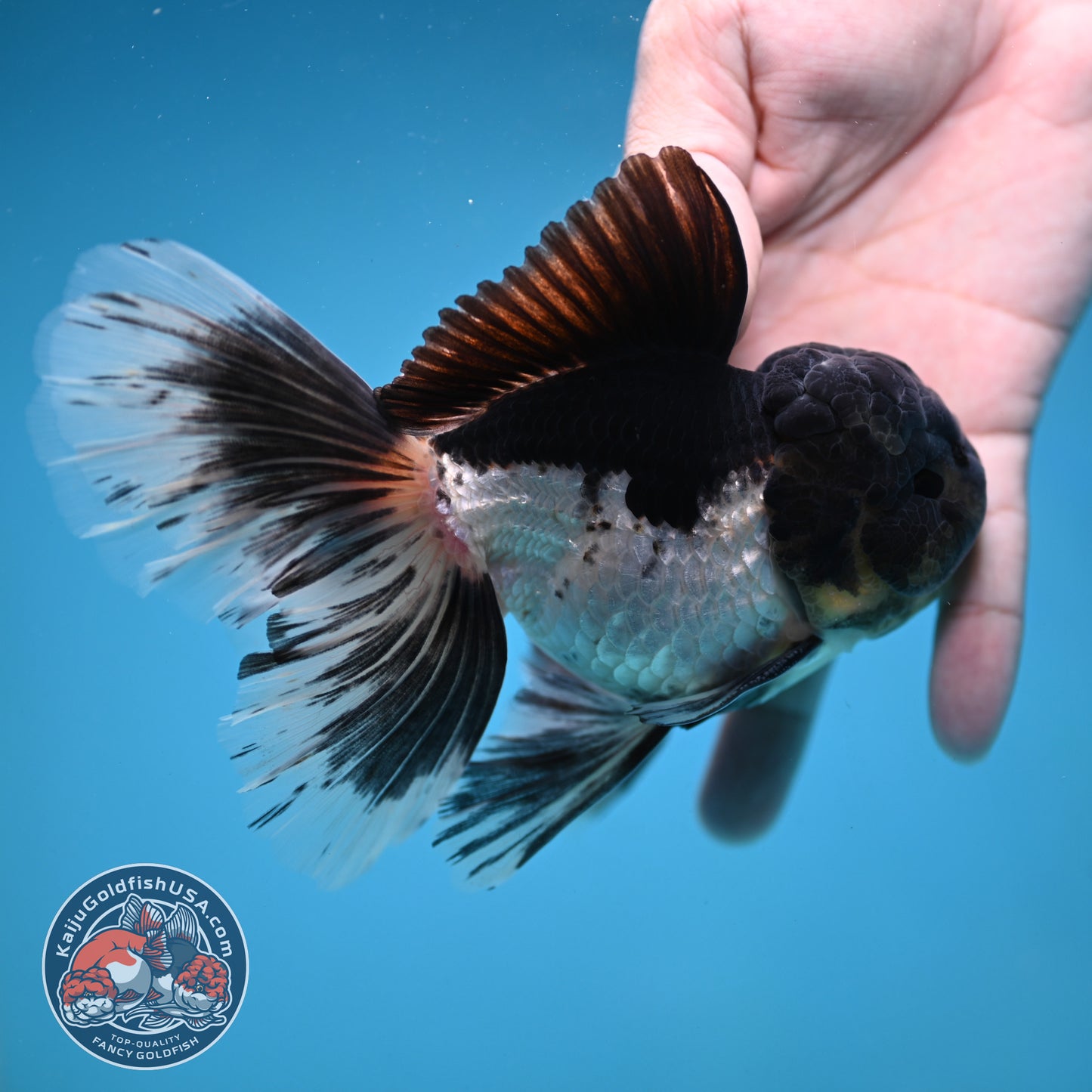 Panda Orchid Tail Oranda 4 inch Body (251121_OR17)