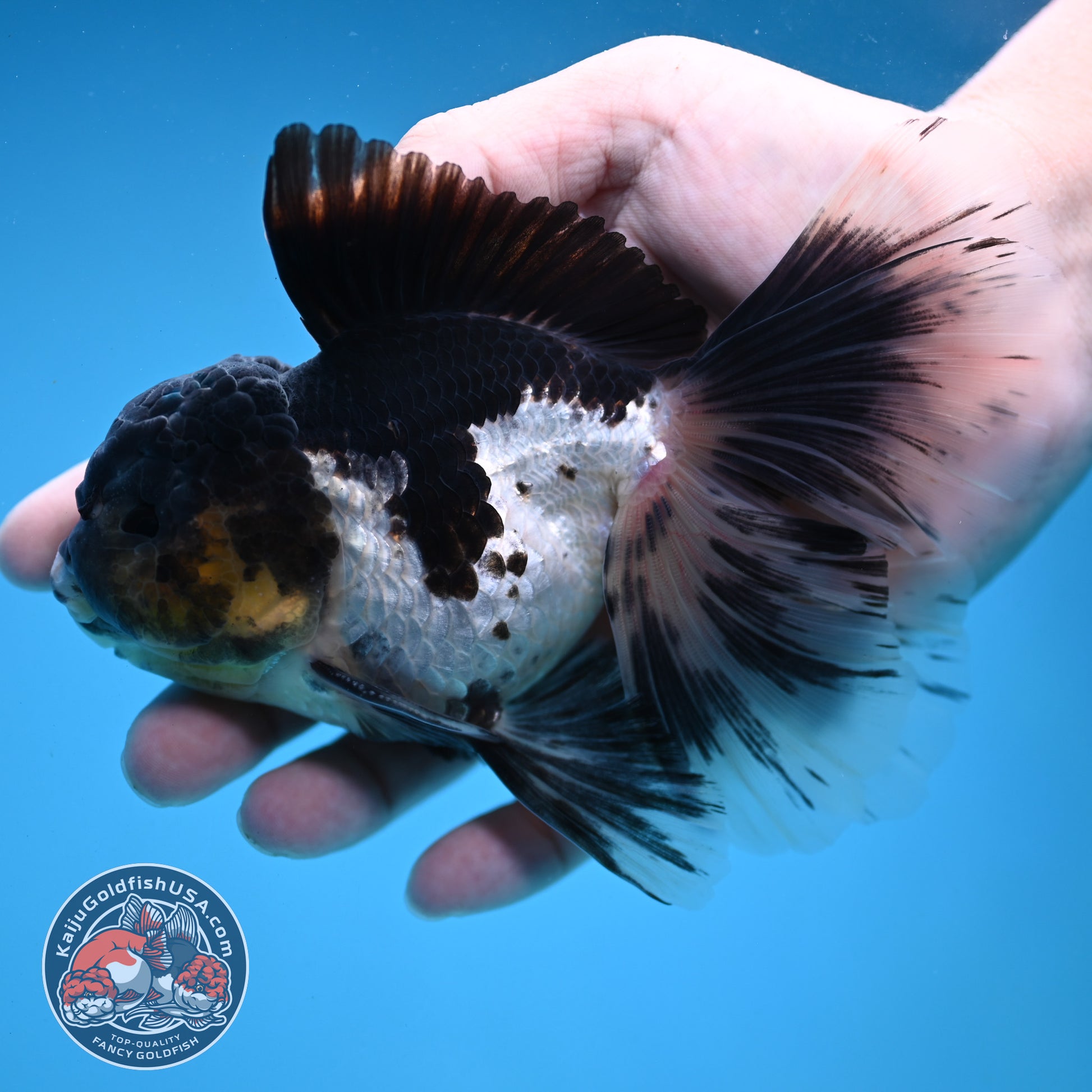 Panda Orchid Tail Oranda 4 inch Body (251121_OR17)