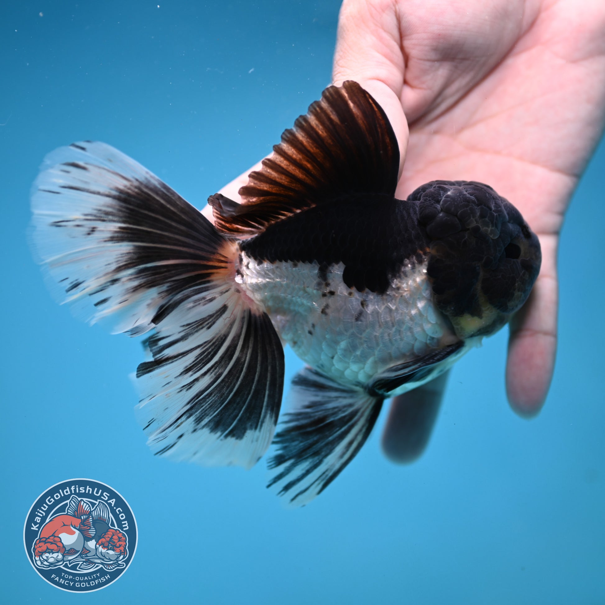 Panda Orchid Tail Oranda 4 inch Body (251121_OR17)