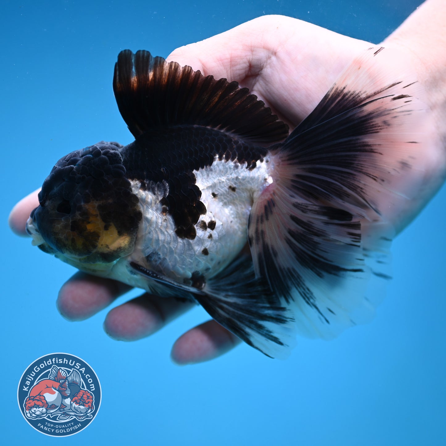 Panda Orchid Tail Oranda 4 inch Body (251121_OR17)