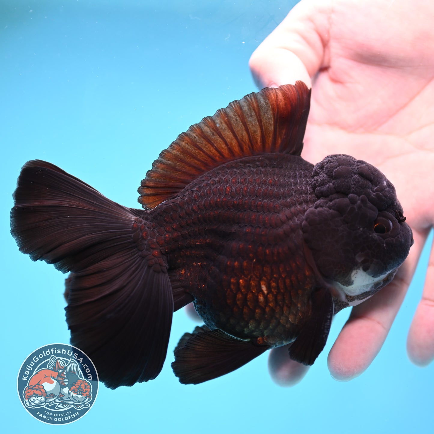 Panda Orchid Tail Oranda 4 inch Body (260213_OR11)