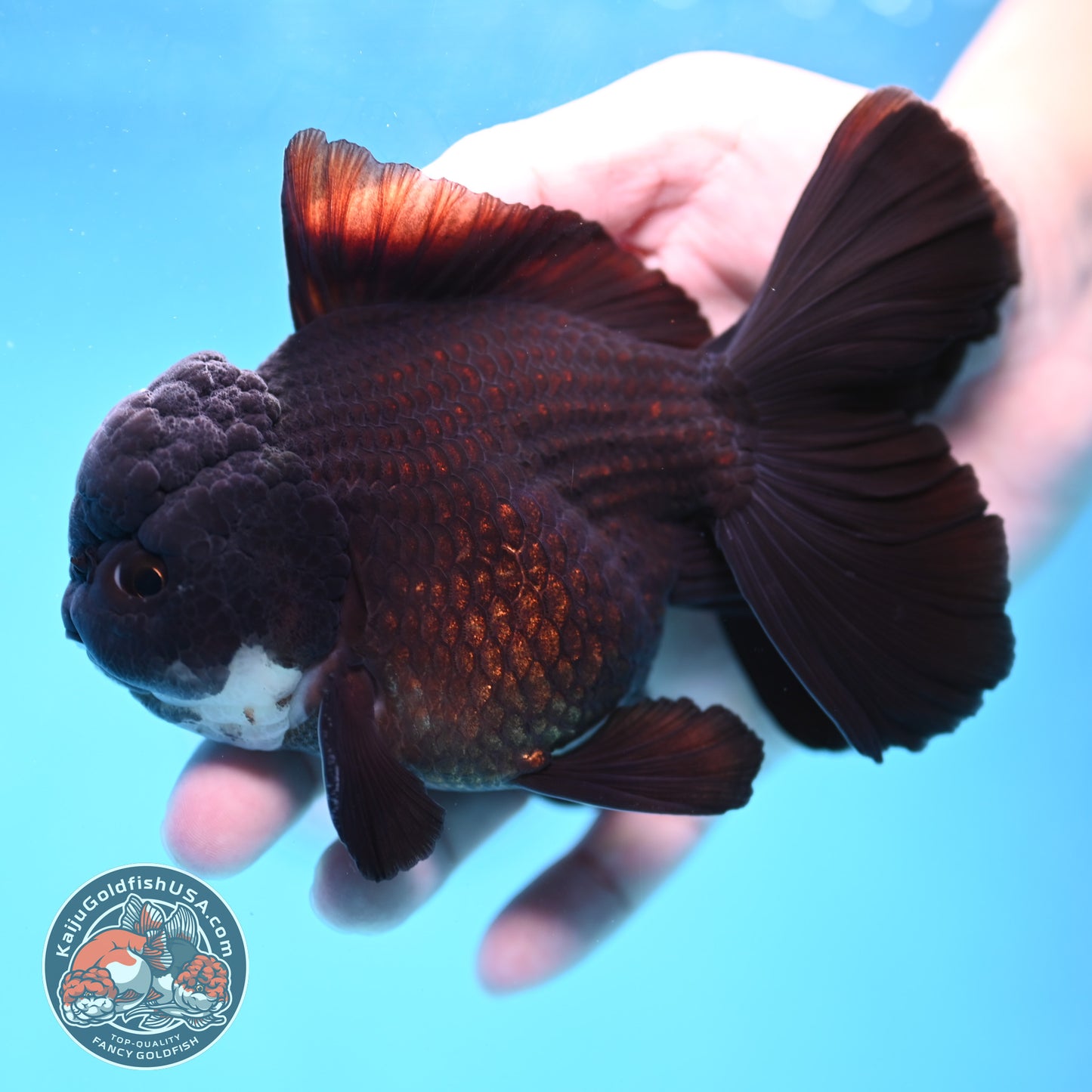 Panda Orchid Tail Oranda 4 inch Body (260213_OR11)