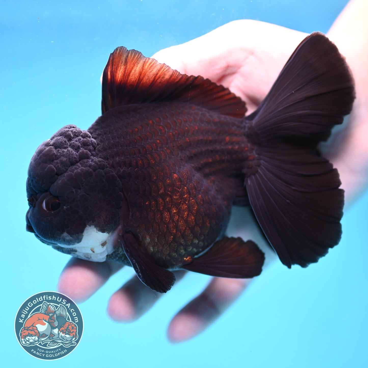 Panda Orchid Tail Oranda 4 inch Body (260213_OR11)
