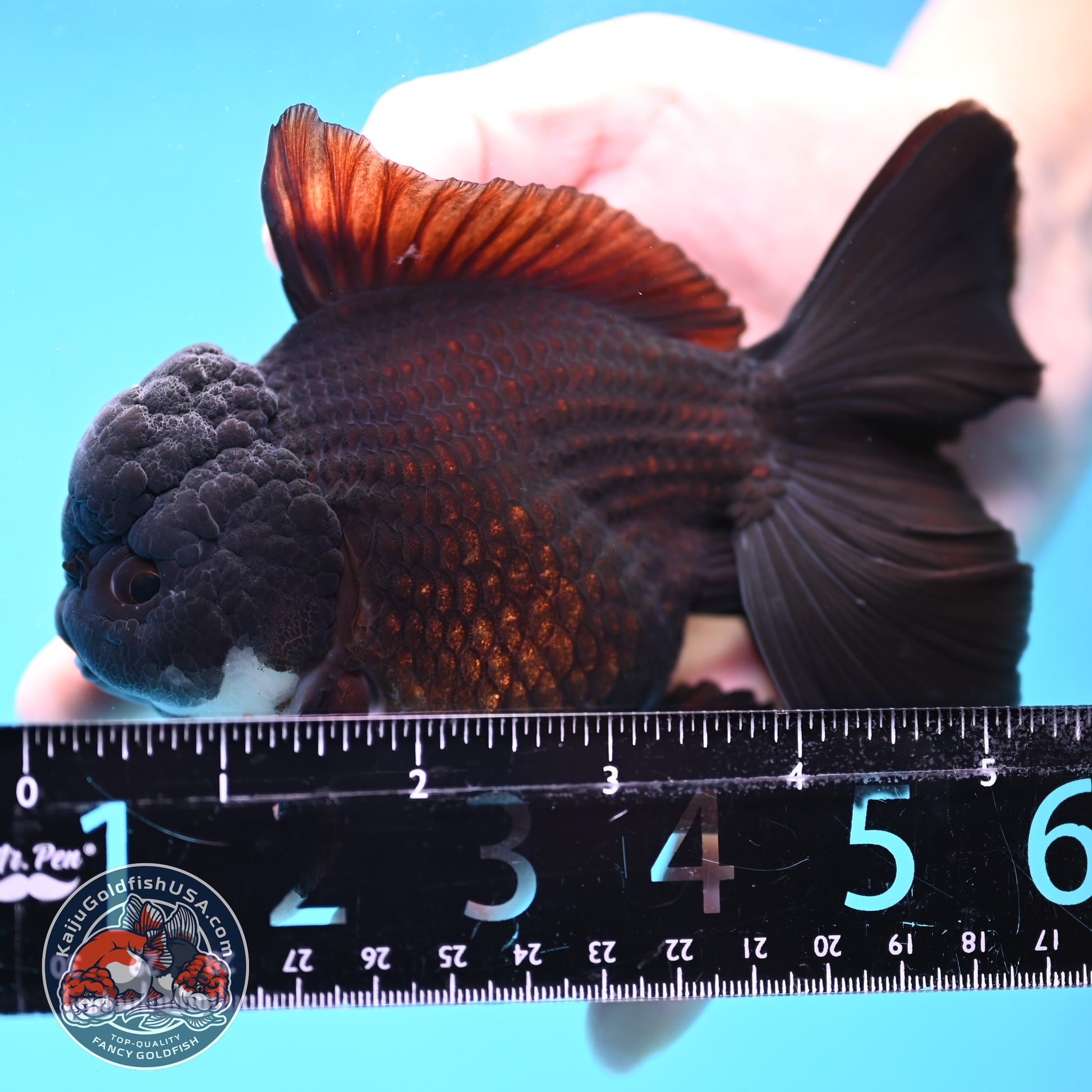 Panda Orchid Tail Oranda 4 inch Body (260213_OR11)