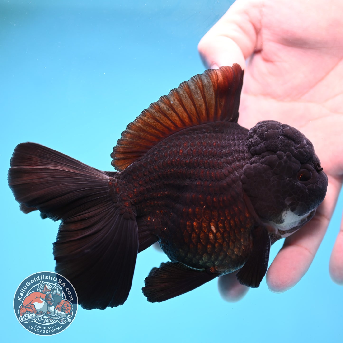 Panda Orchid Tail Oranda 4 inch Body (260213_OR11)